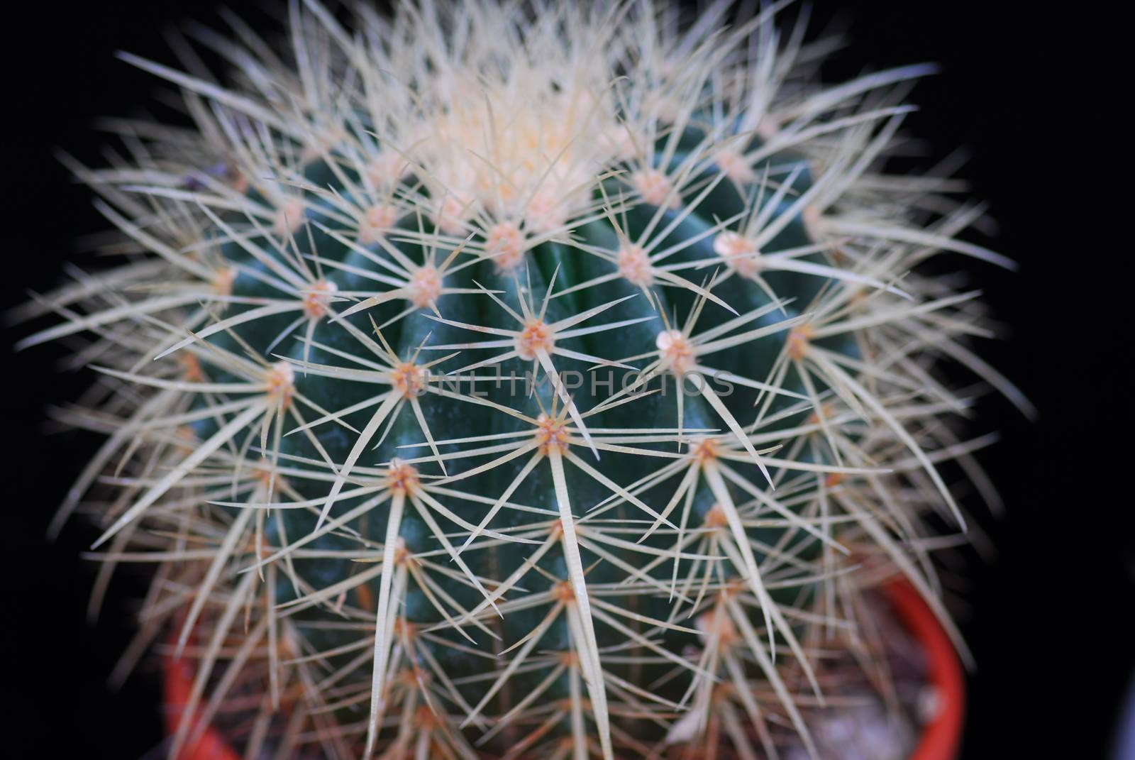 closeup of green cactus plant with sharp thorns