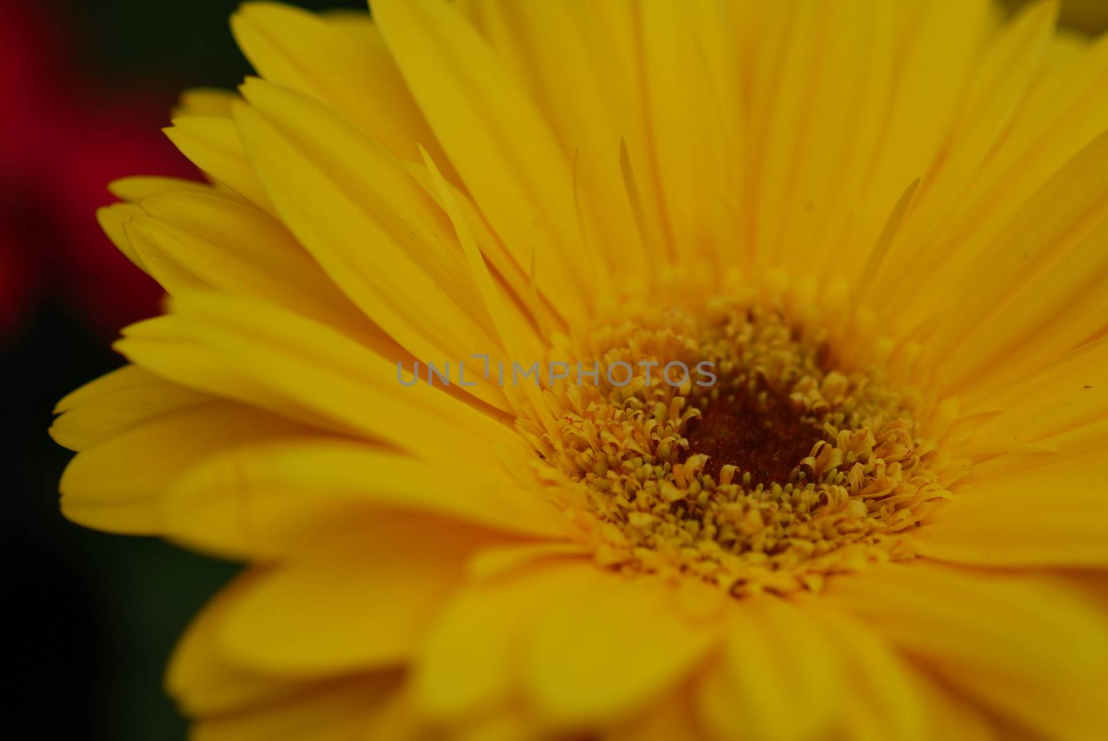 yellow gerbera Flower by nikonite