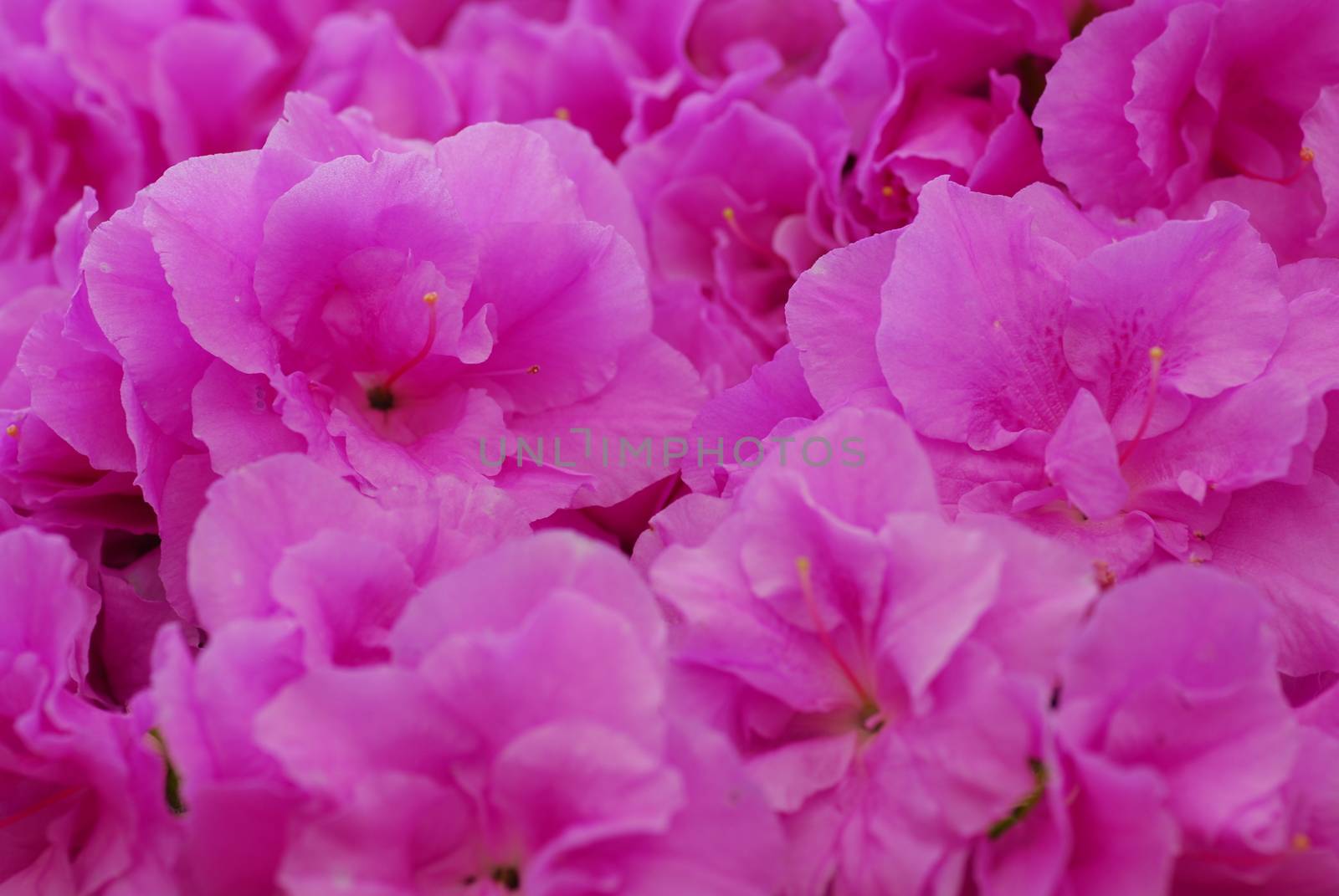 Pink Azalea flower in bloom in spring