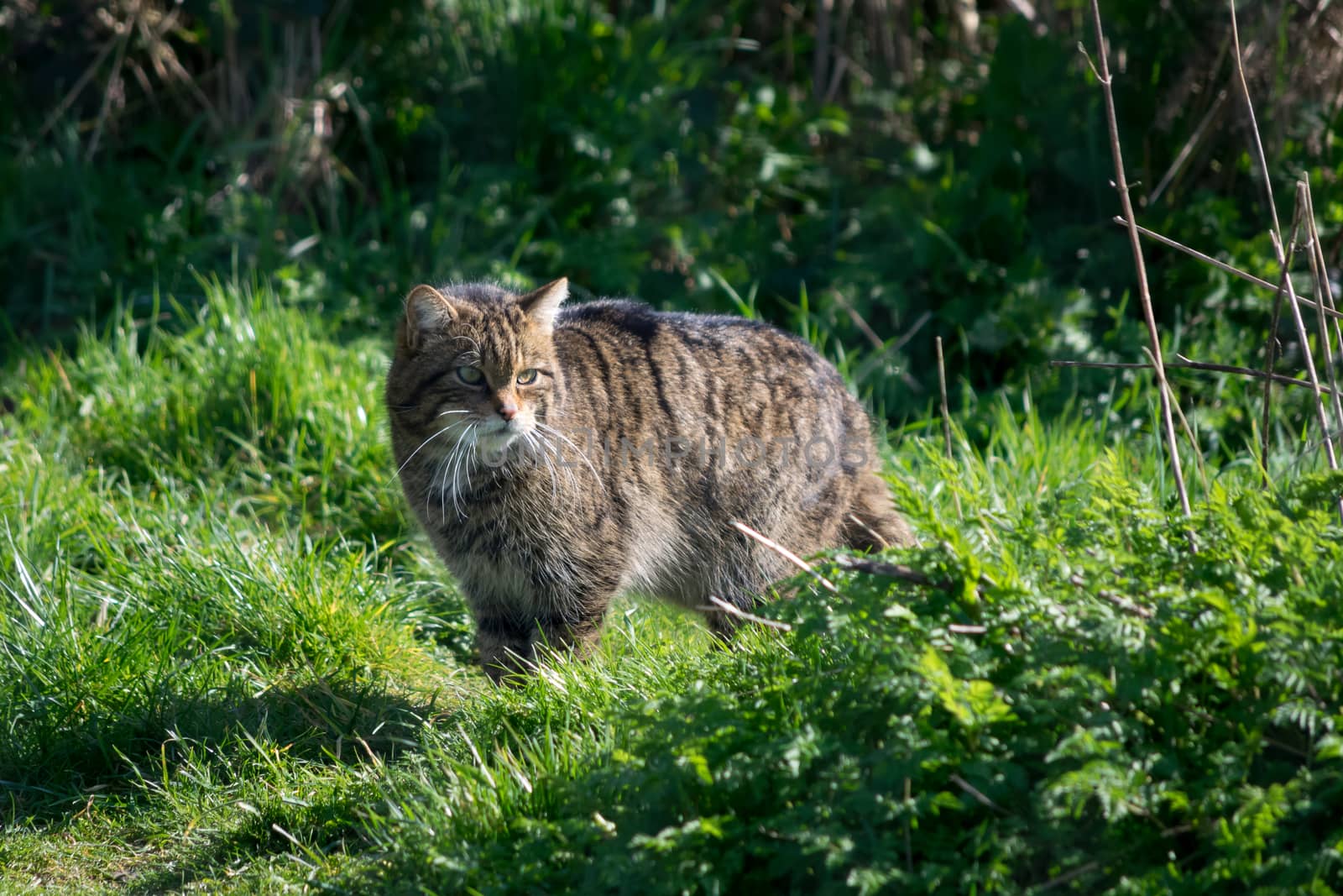 European Wildcat (Felis silvestris silvestris)