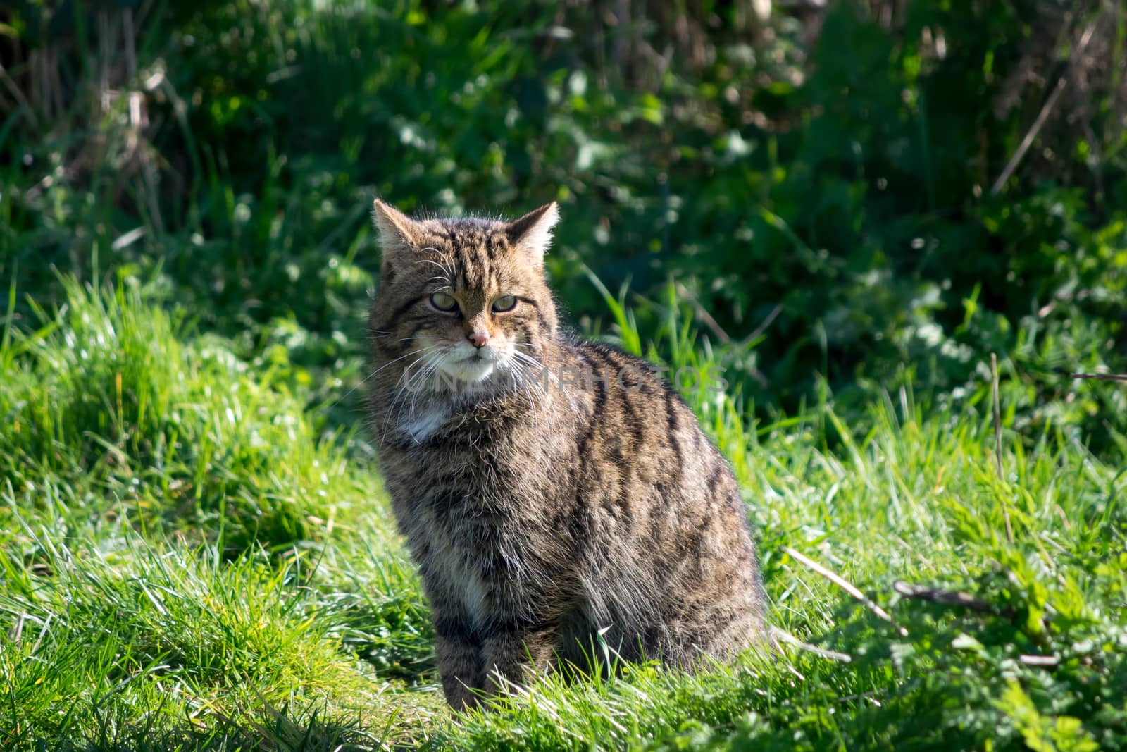 European Wildcat (Felis silvestris silvestris)