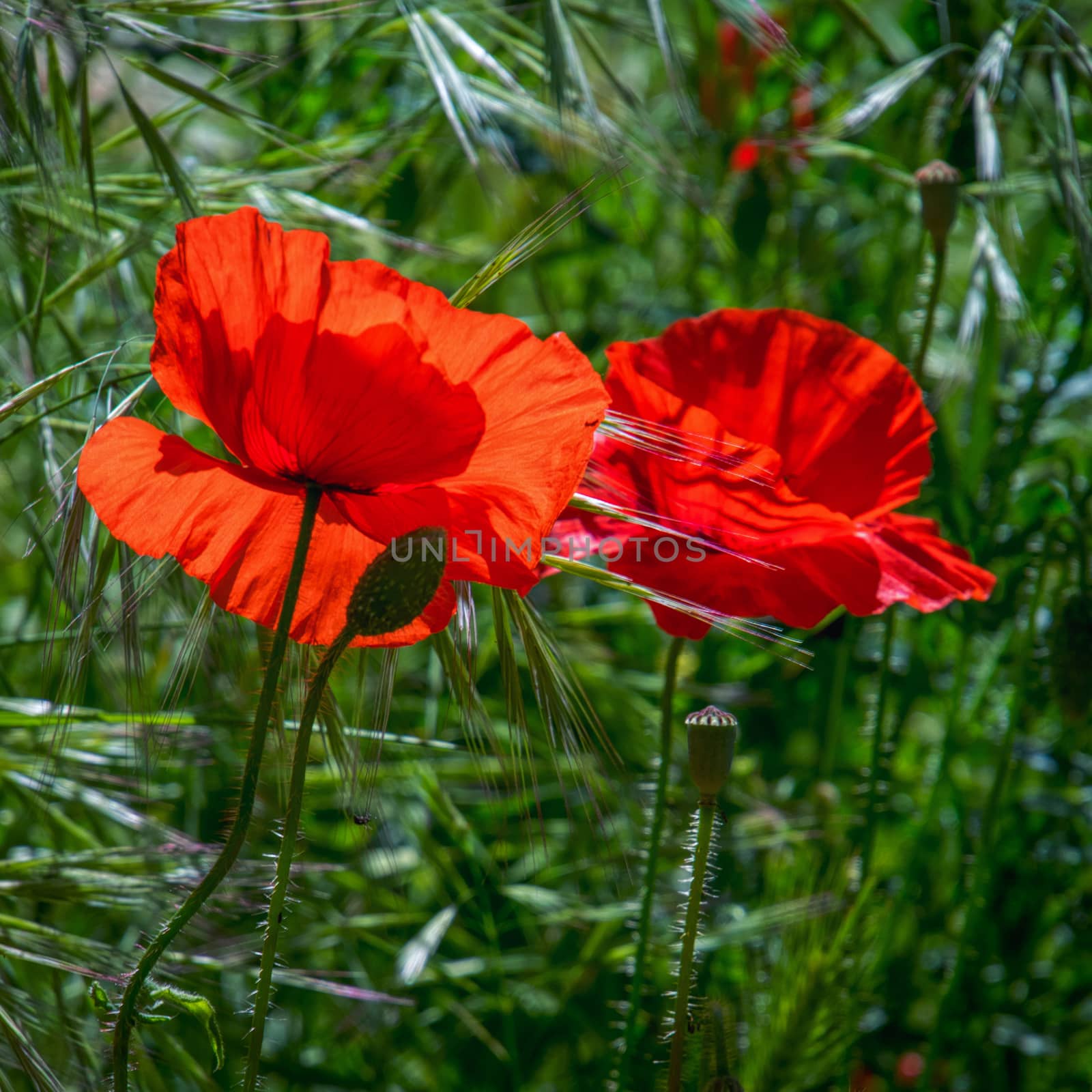 Poppies Flowering in Ronda