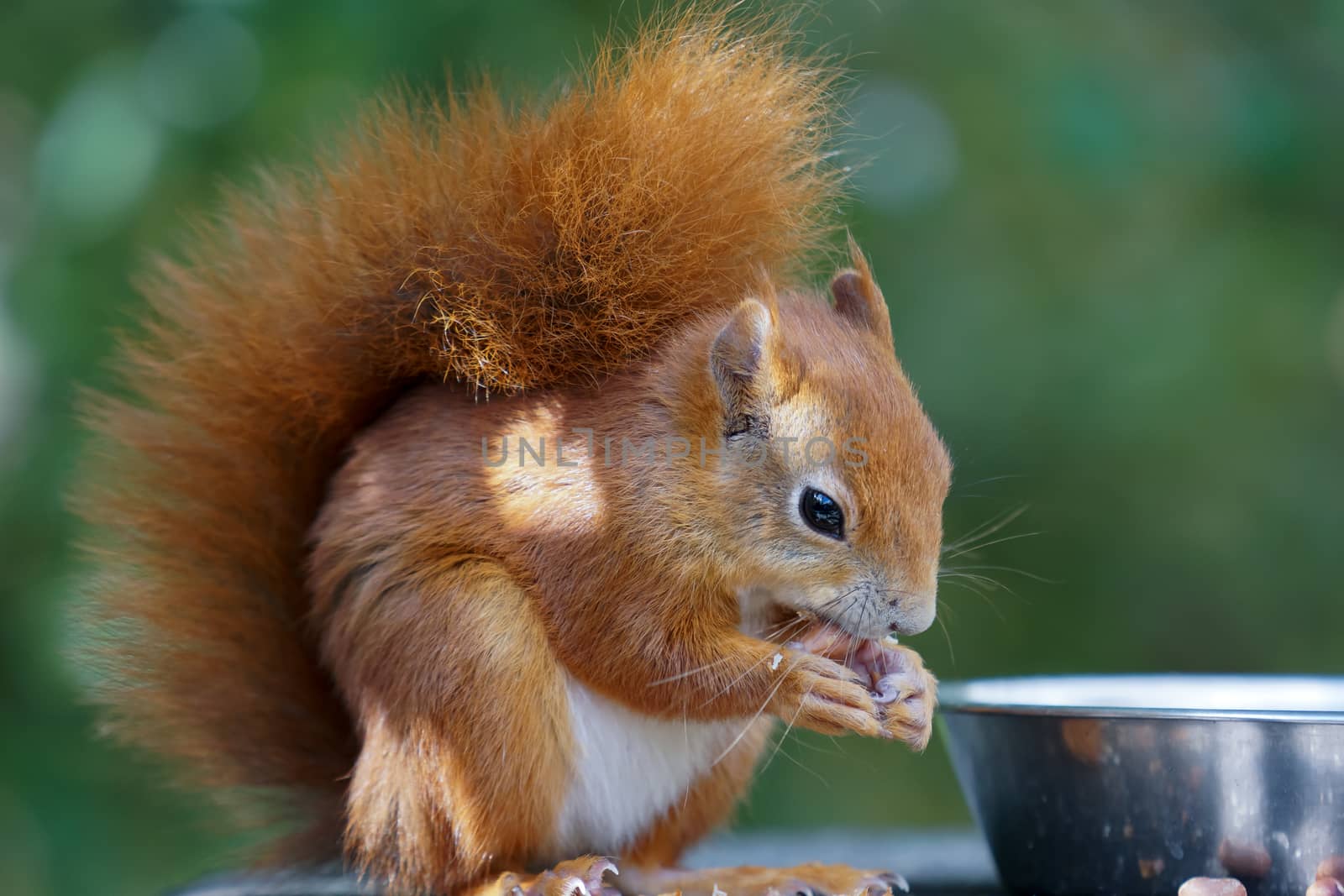 Eurasian Red Squirrel (Sciurus vulgaris)