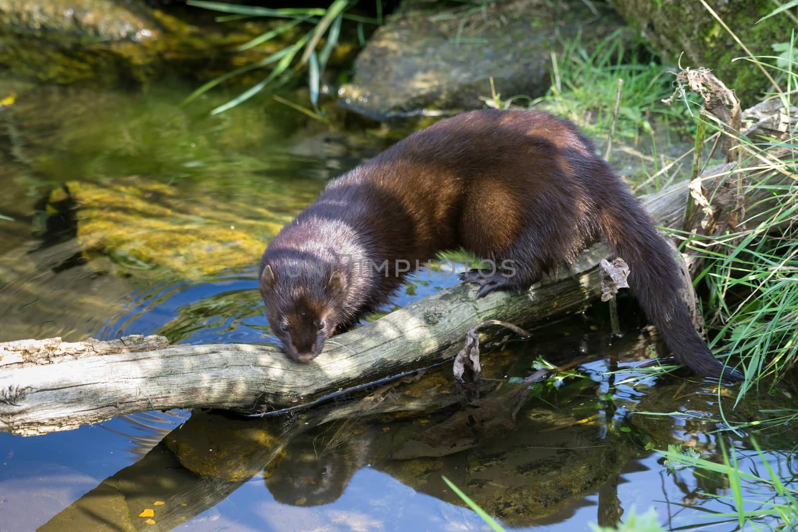 European Mink (Mustela lutreola)