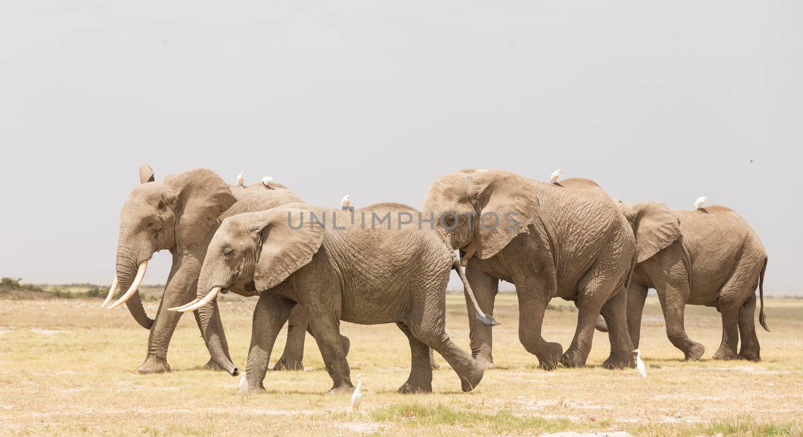 Herd of elephants at Amboseli National Park, formerly Maasai Amboseli Game Reserve, is in Kajiado District, Rift Valley Province in Kenya. The ecosystem that spreads across the Kenya-Tanzania border.