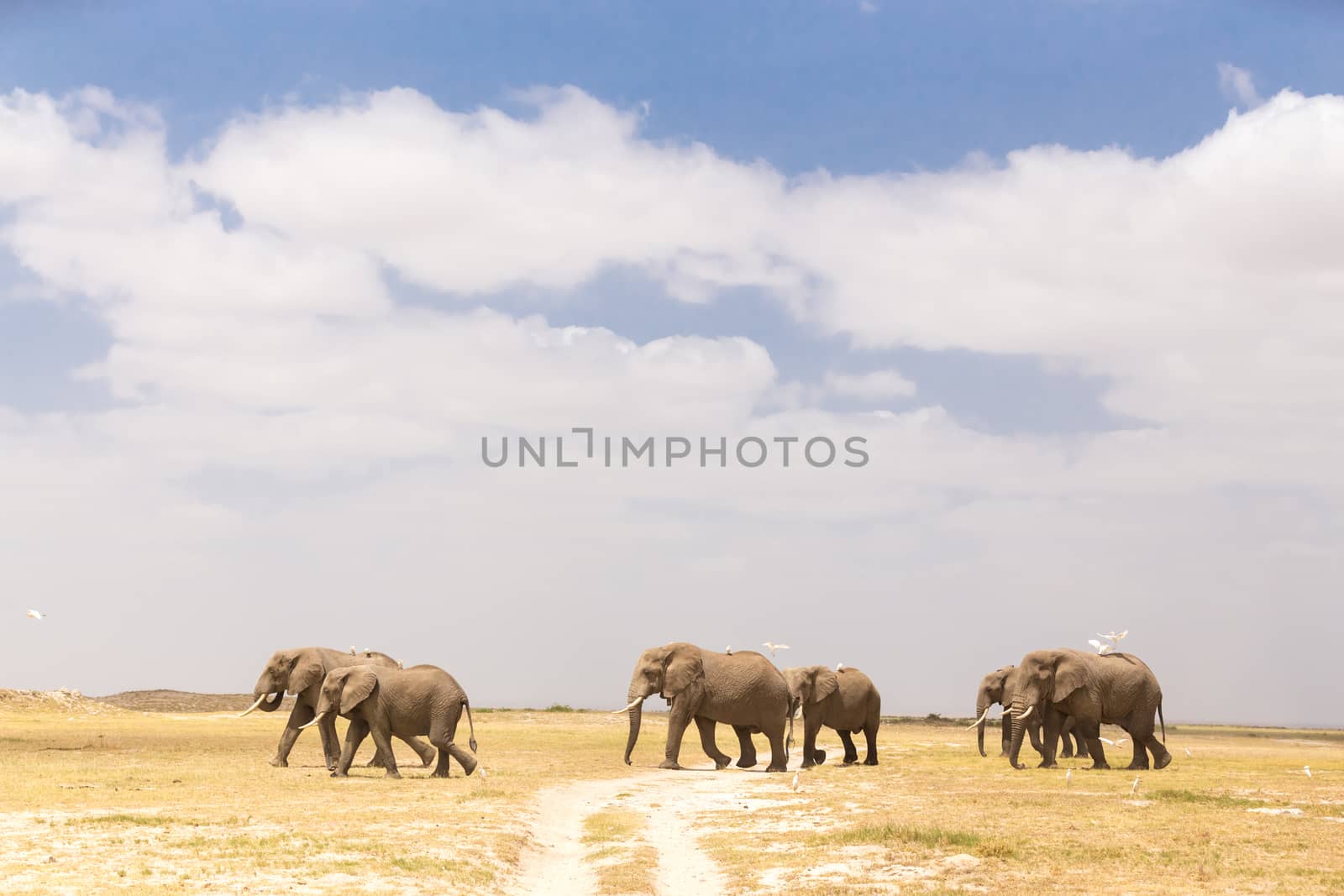 Herd of elephants crossing dirt road at Amboseli National Park, formerly Maasai Amboseli Game Reserve, is in Kajiado District, Rift Valley Province in Kenya.