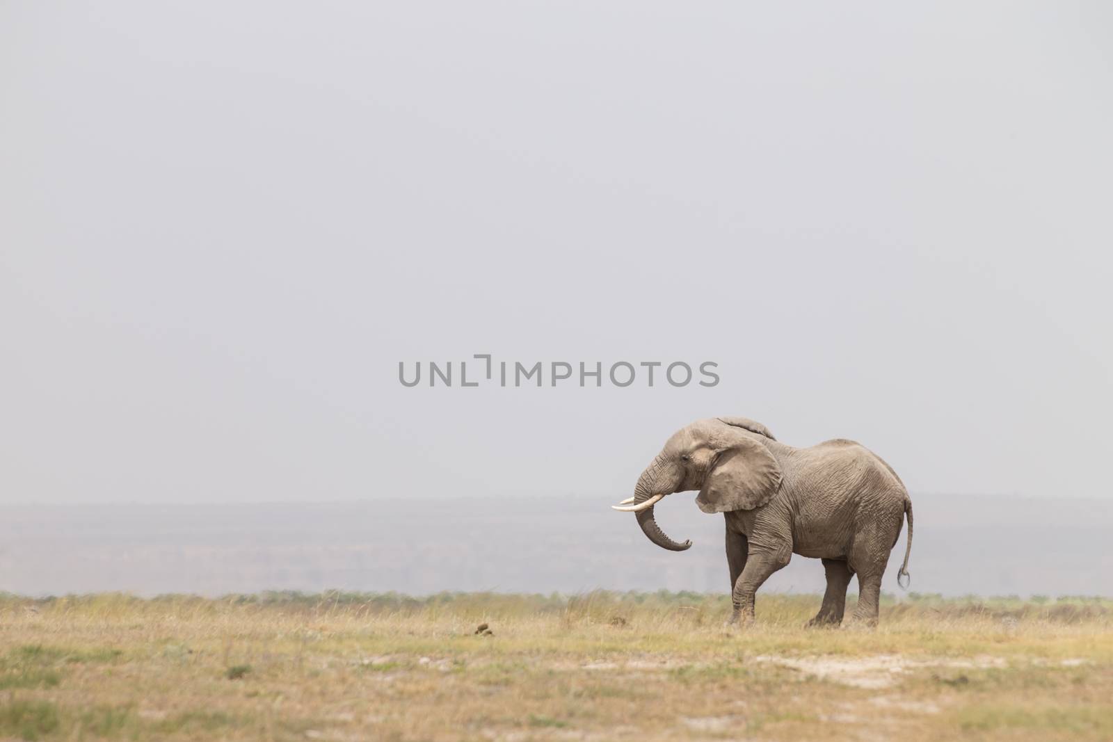 Solitary elephant at Amboseli National Park, formerly Maasai Amboseli Game Reserve, is in Kajiado District, Rift Valley Province in Kenya. The ecosystem that spreads across the Kenya-Tanzania border.