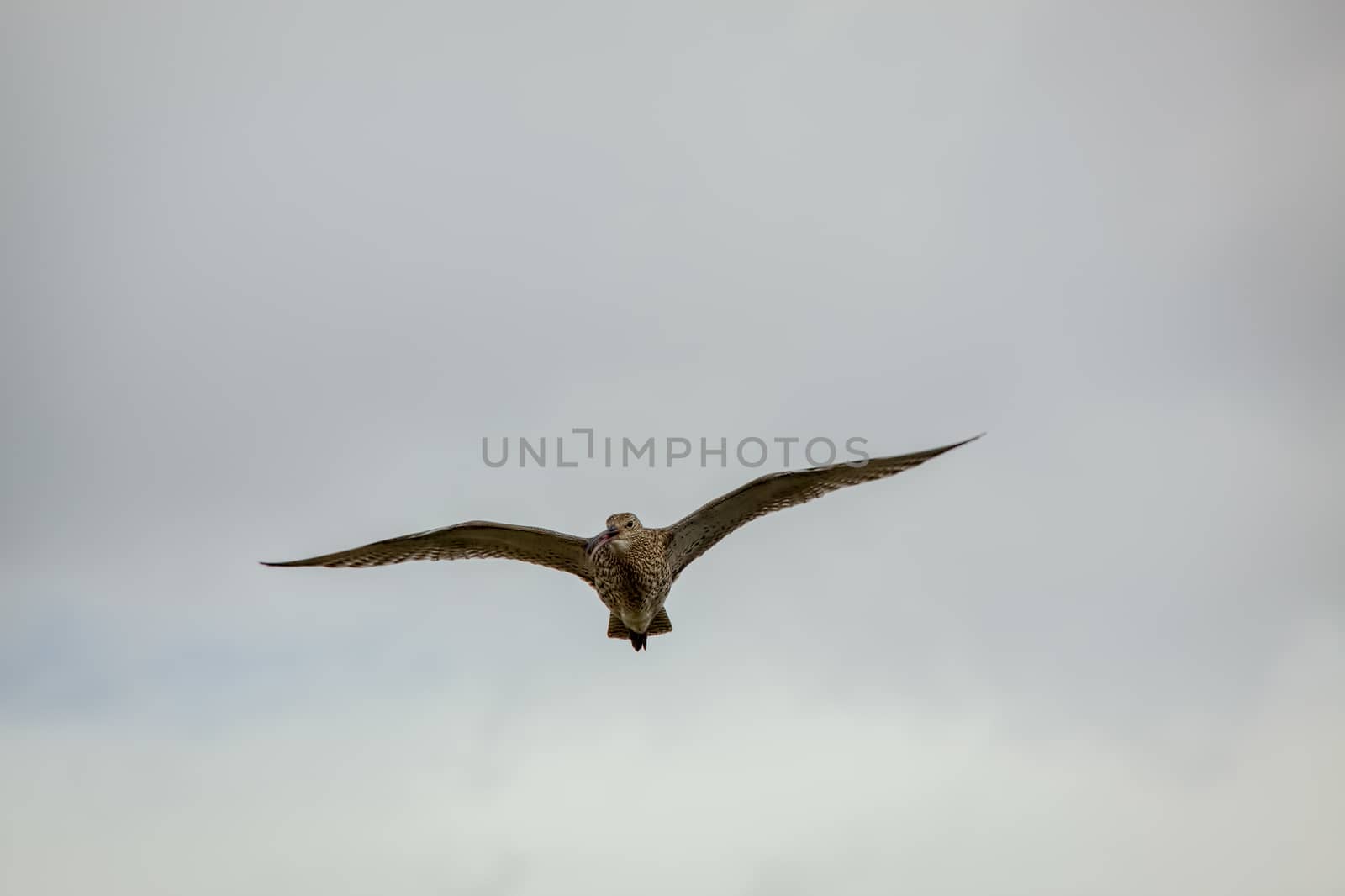 Eurasian Curlew (Numenius arquata)