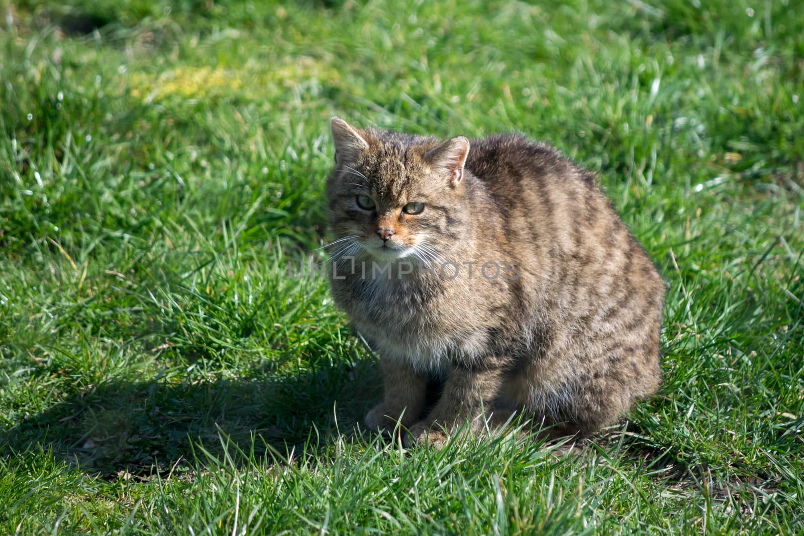 European Wildcat (felis silvestris silvestris)