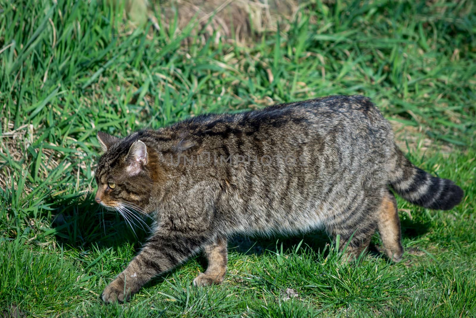 European Wildcat (felis silvestris silvestris)