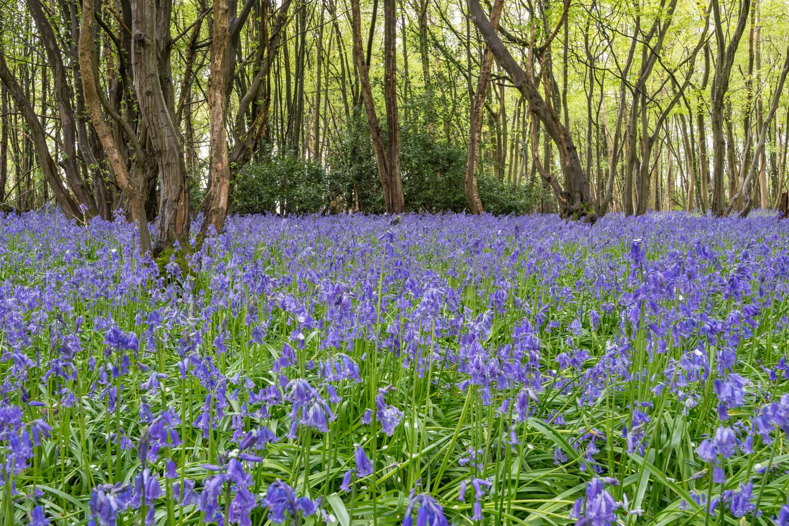 Sussex Bluebells