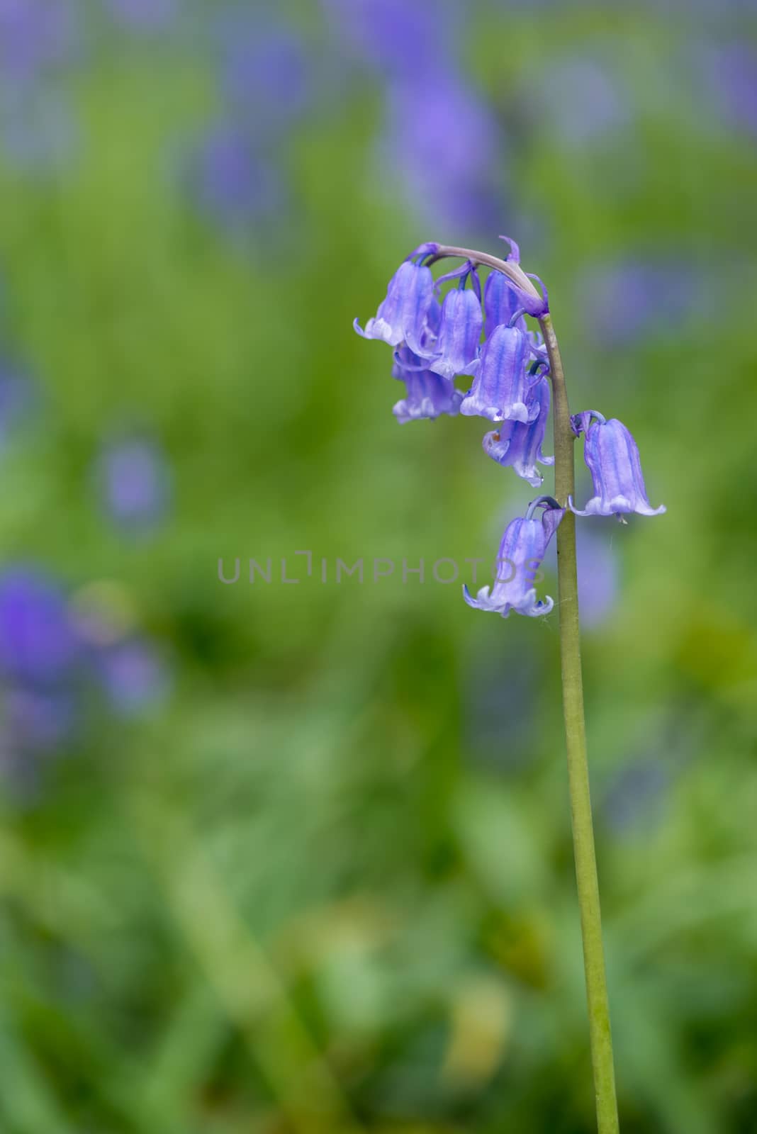 Sussex Bluebells