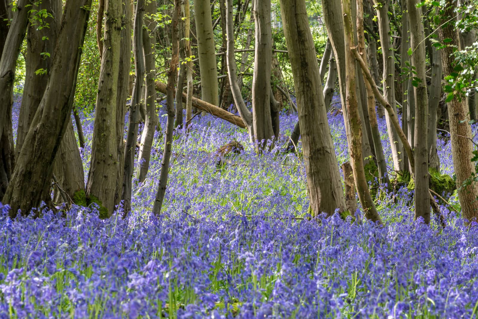 Sussex Bluebells