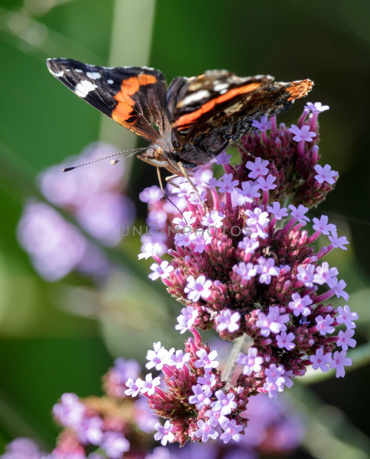 Red Admiral (Vanessa atalanta)