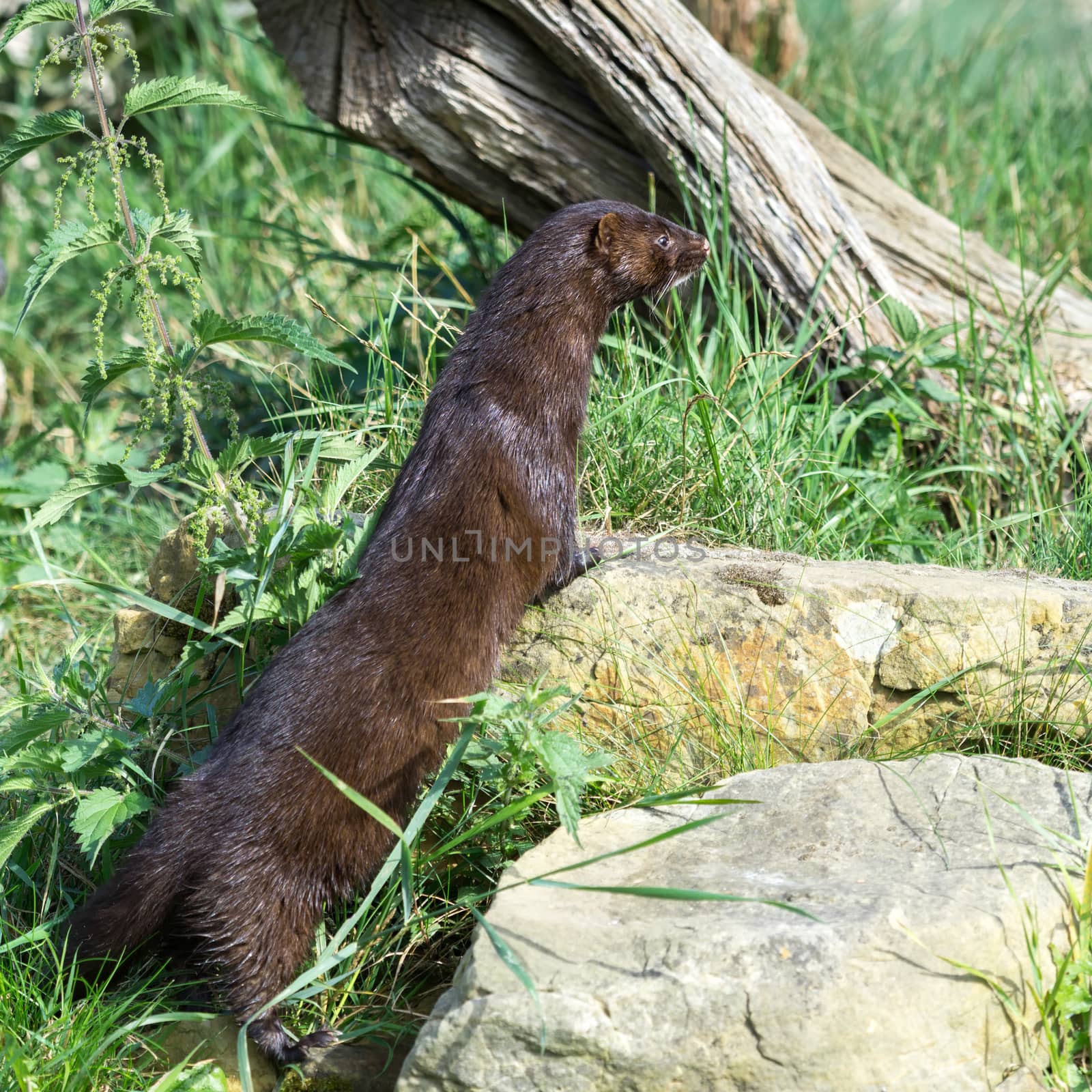 European Mink (Mustela lutreola)