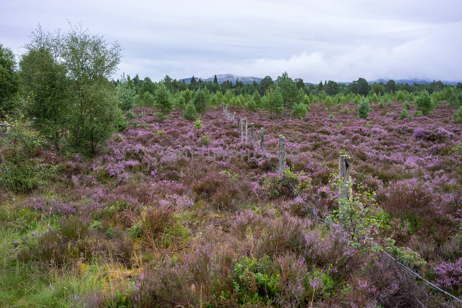 Scottish Heather in full bloom near Aviemore