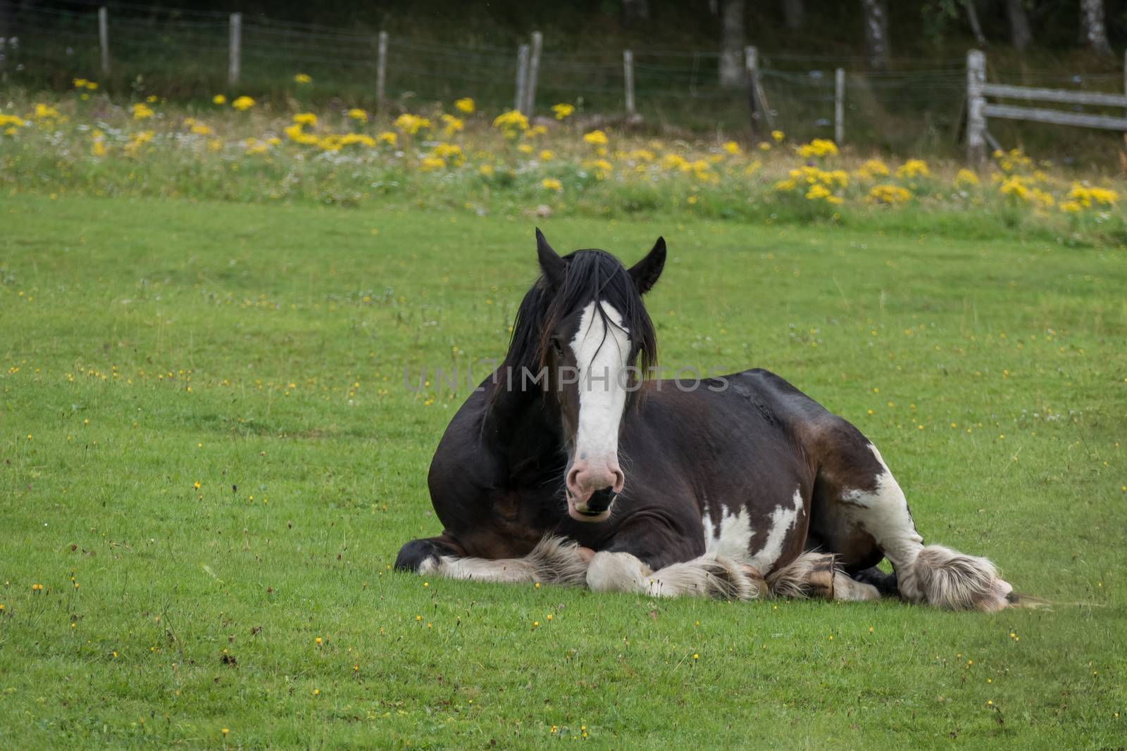 Shire Horse laying down in a field in Scotland