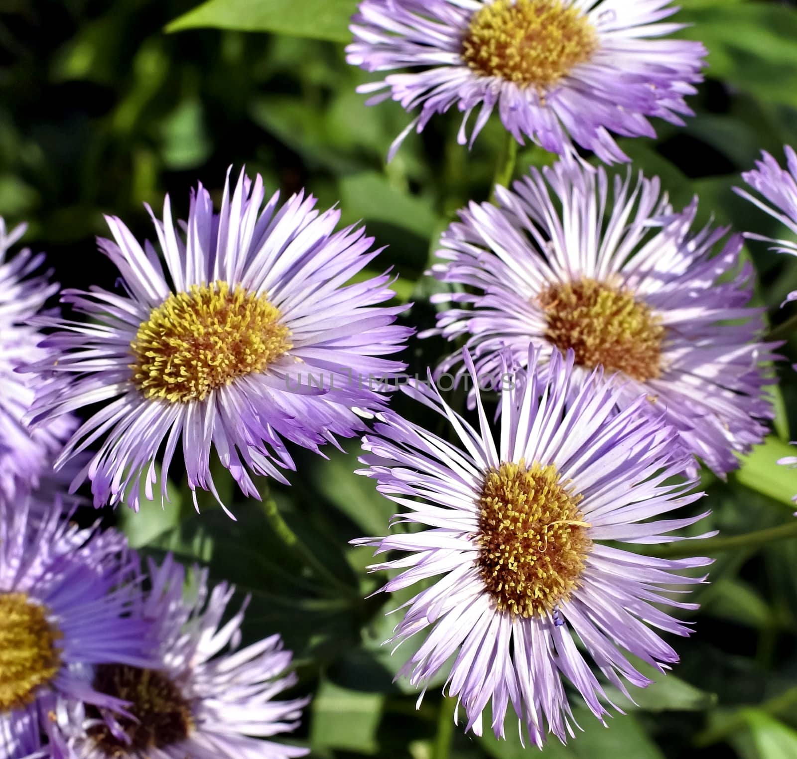 beautiful flowers melkolepestnik with latin name Erigeron