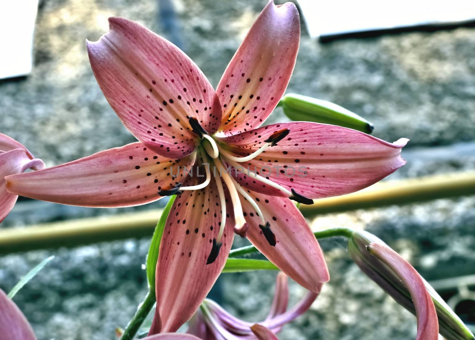 ose Lily blooms in the garden in the early morning