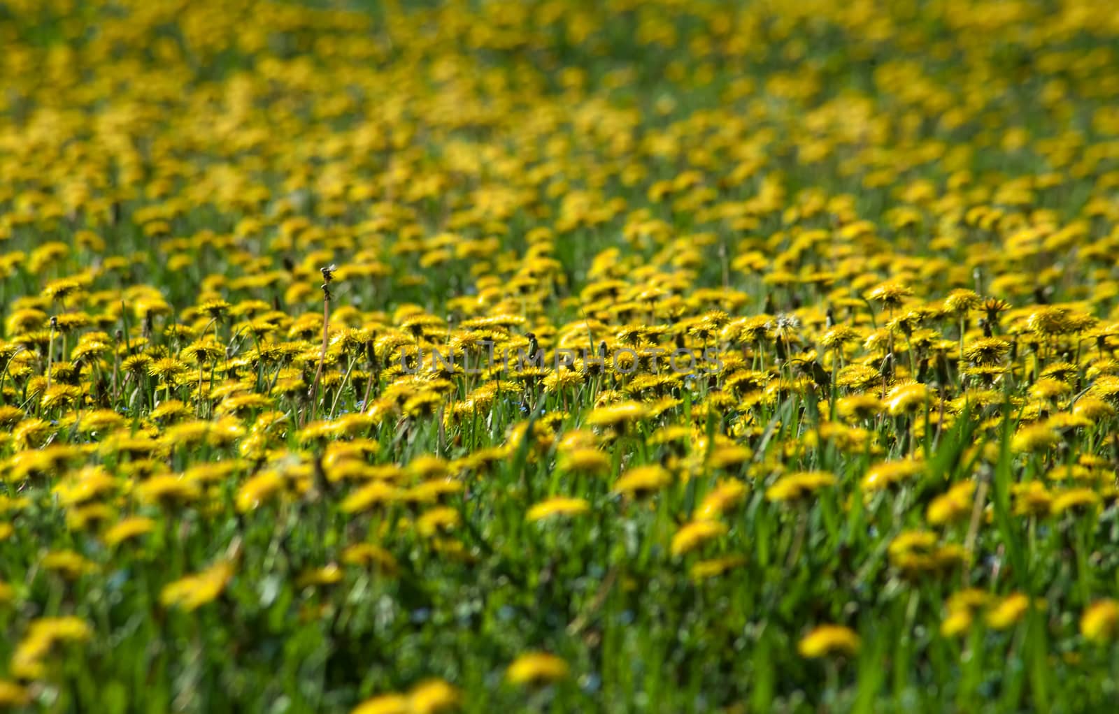 Field full of blooming dandelions in spring time by sheriffkule