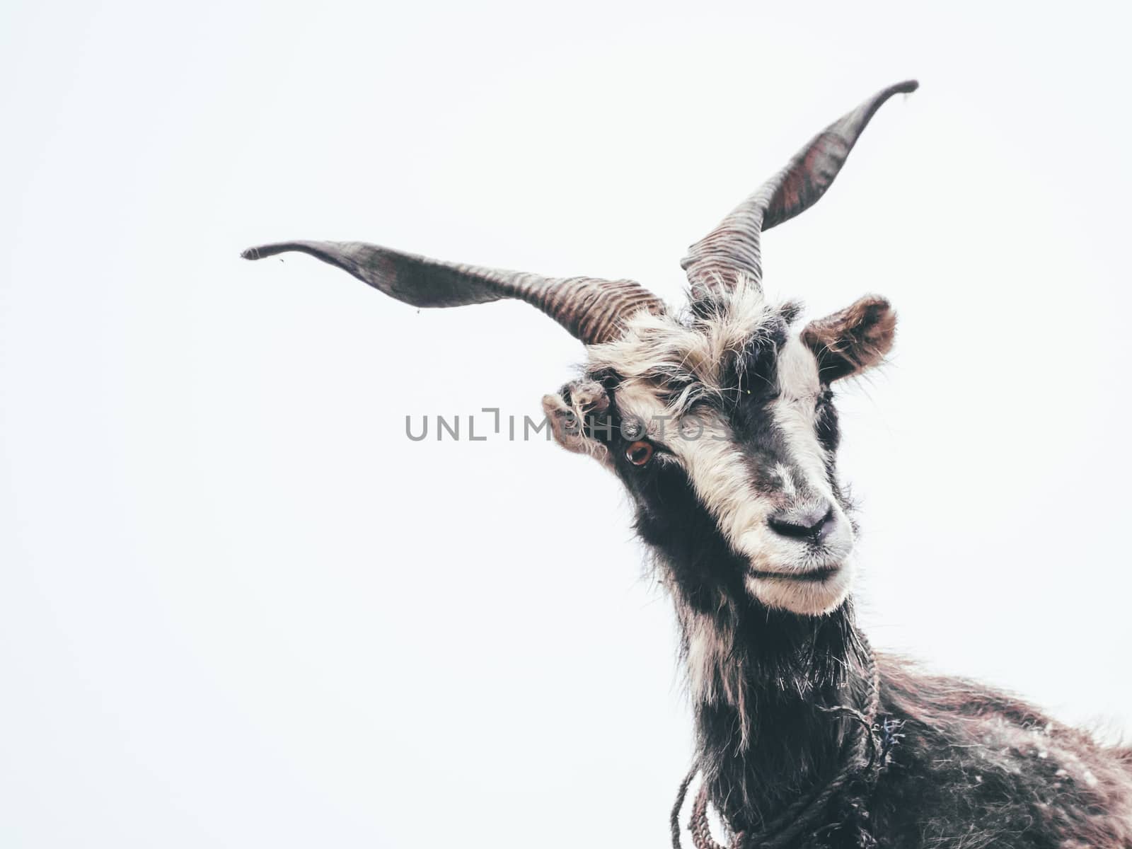 Portrait of a white little goat closeup isolated on white background