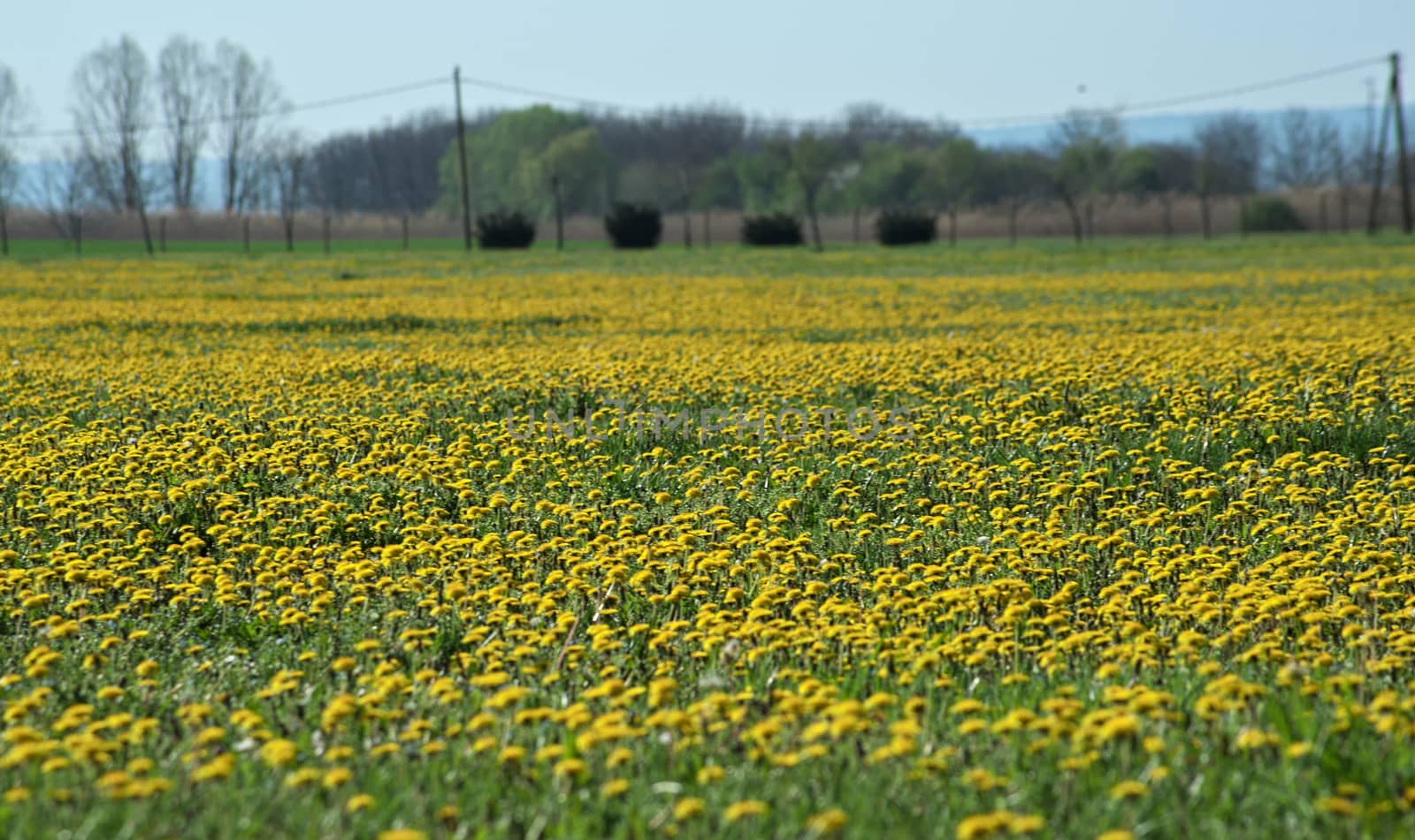 Field full of blooming dandelions in spring time by sheriffkule