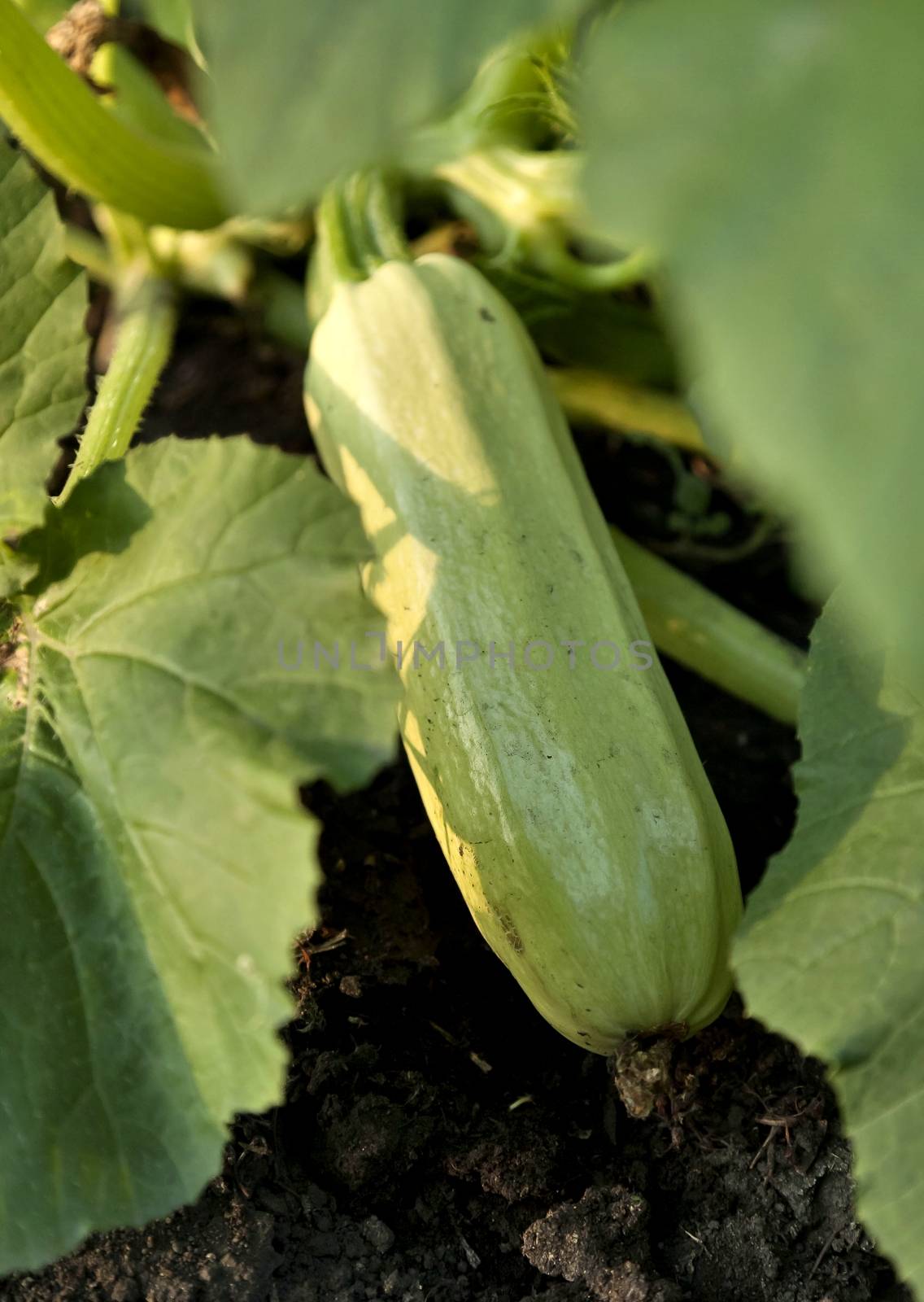 zucchini grows in the garden in the light of the evening sun