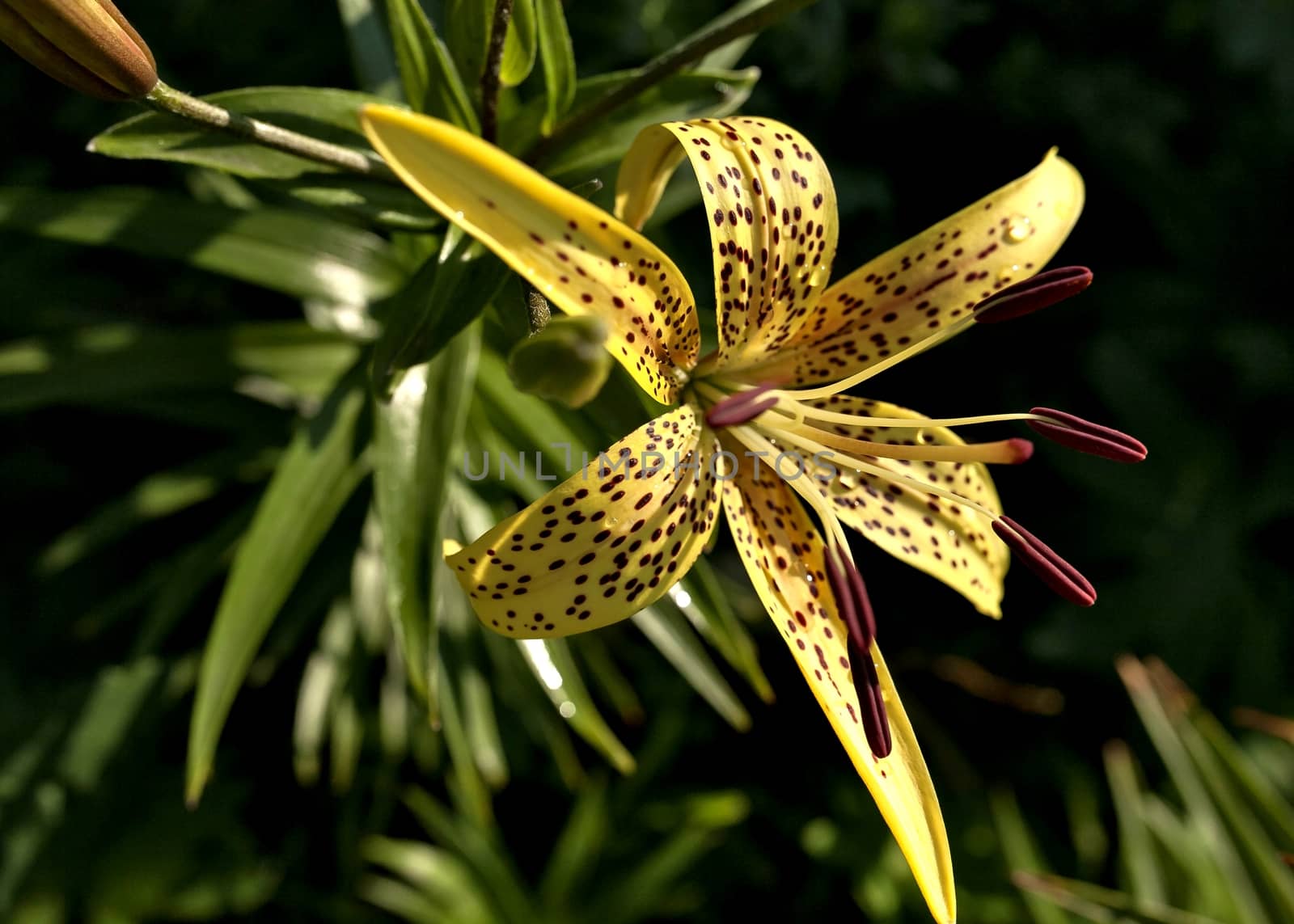 blooms yellow tiger Lily with dew drops on the petals of an early Sunny morning