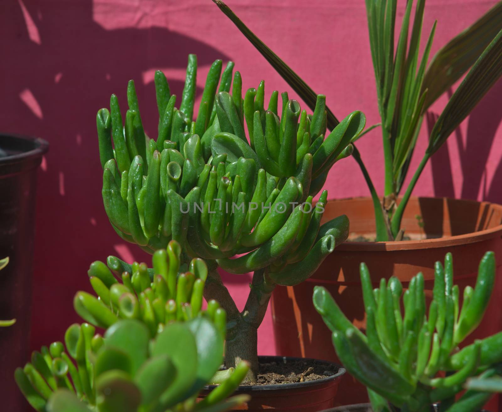 Kind of small cacti in pots in front of red wall