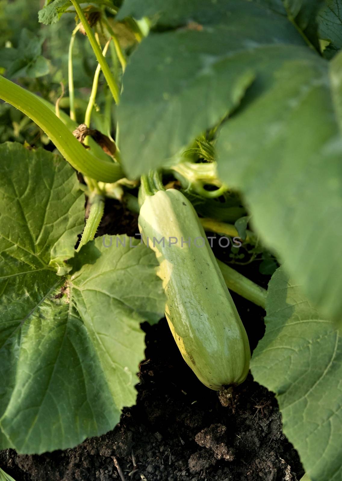 zucchini grows in the garden in the light of the evening sun