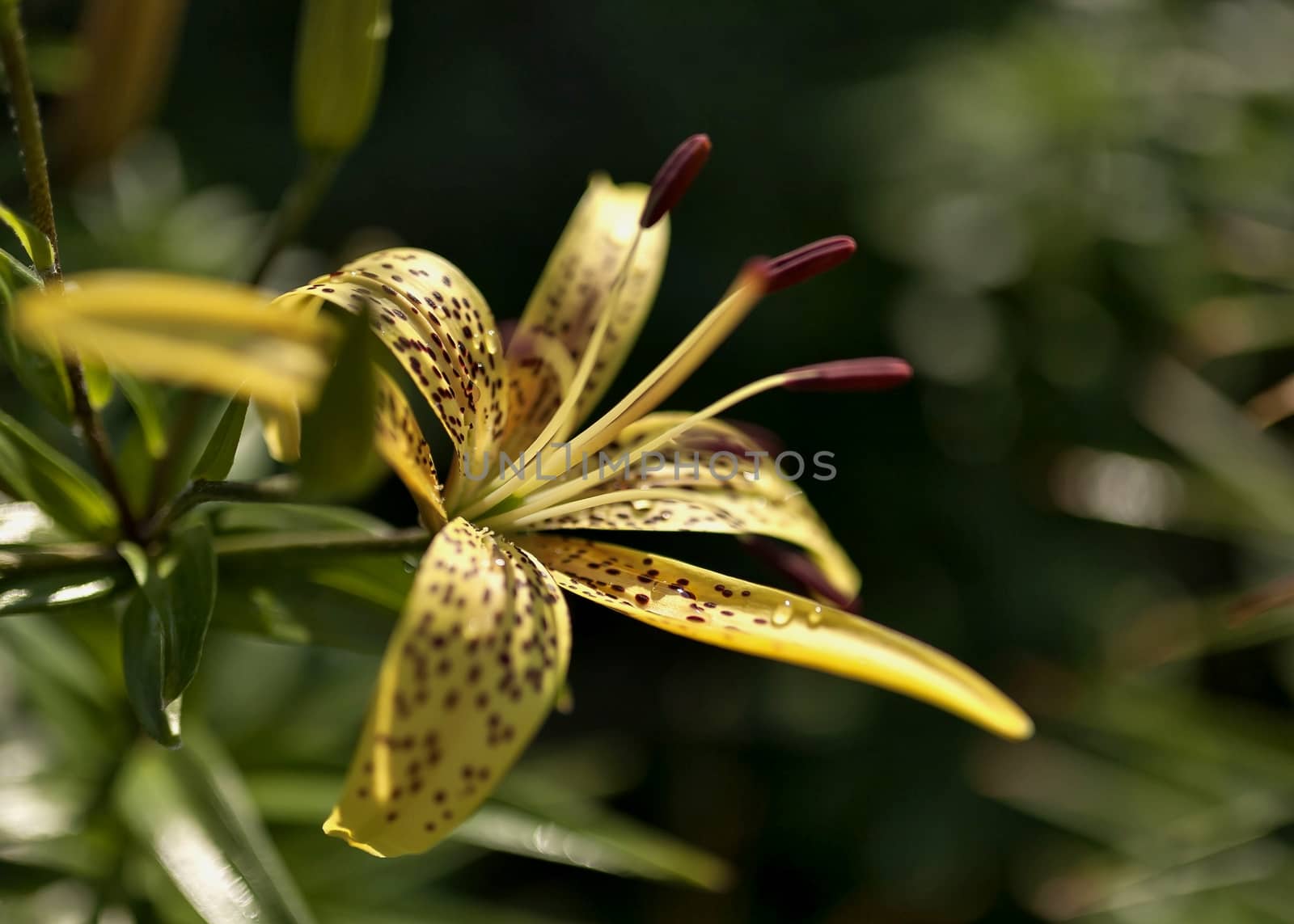 blooms yellow tiger Lily with dew drops on the petals by valerypetr