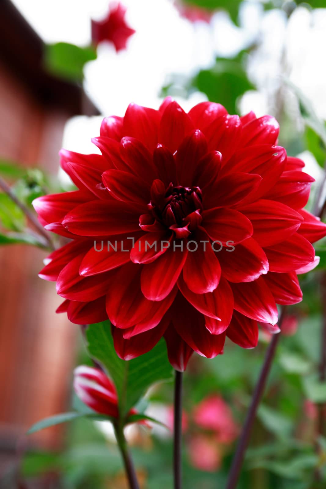 Nice Red Flower by kvkirillov