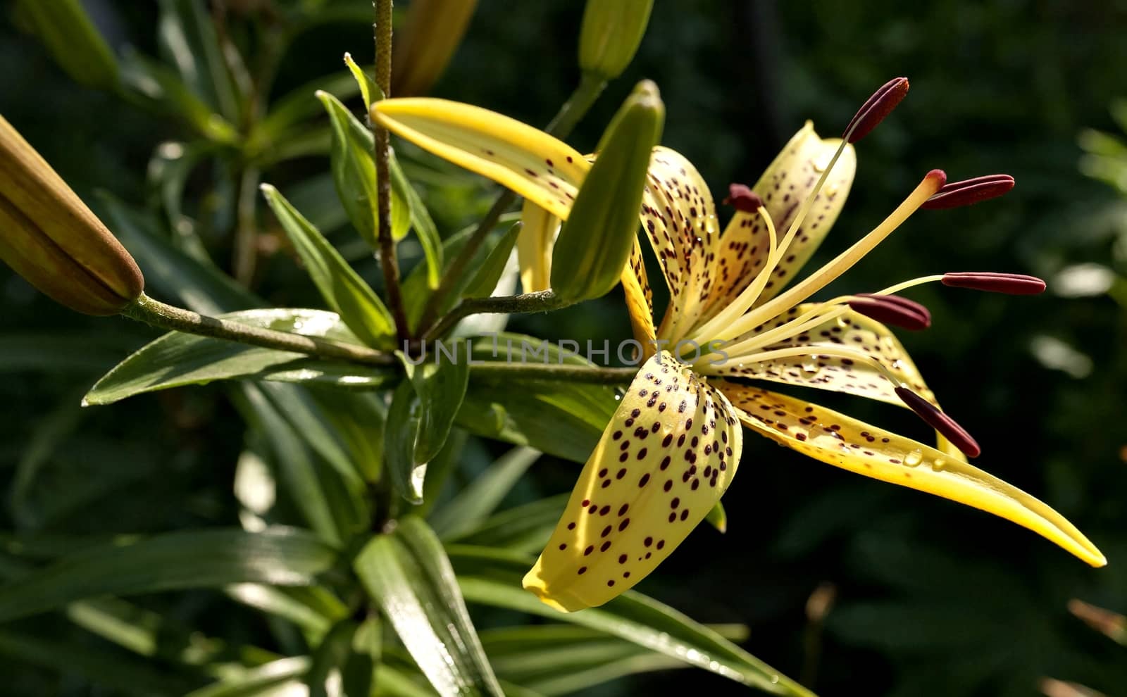 blooms yellow tiger Lily with dew drops on the petals of an early Sunny morning