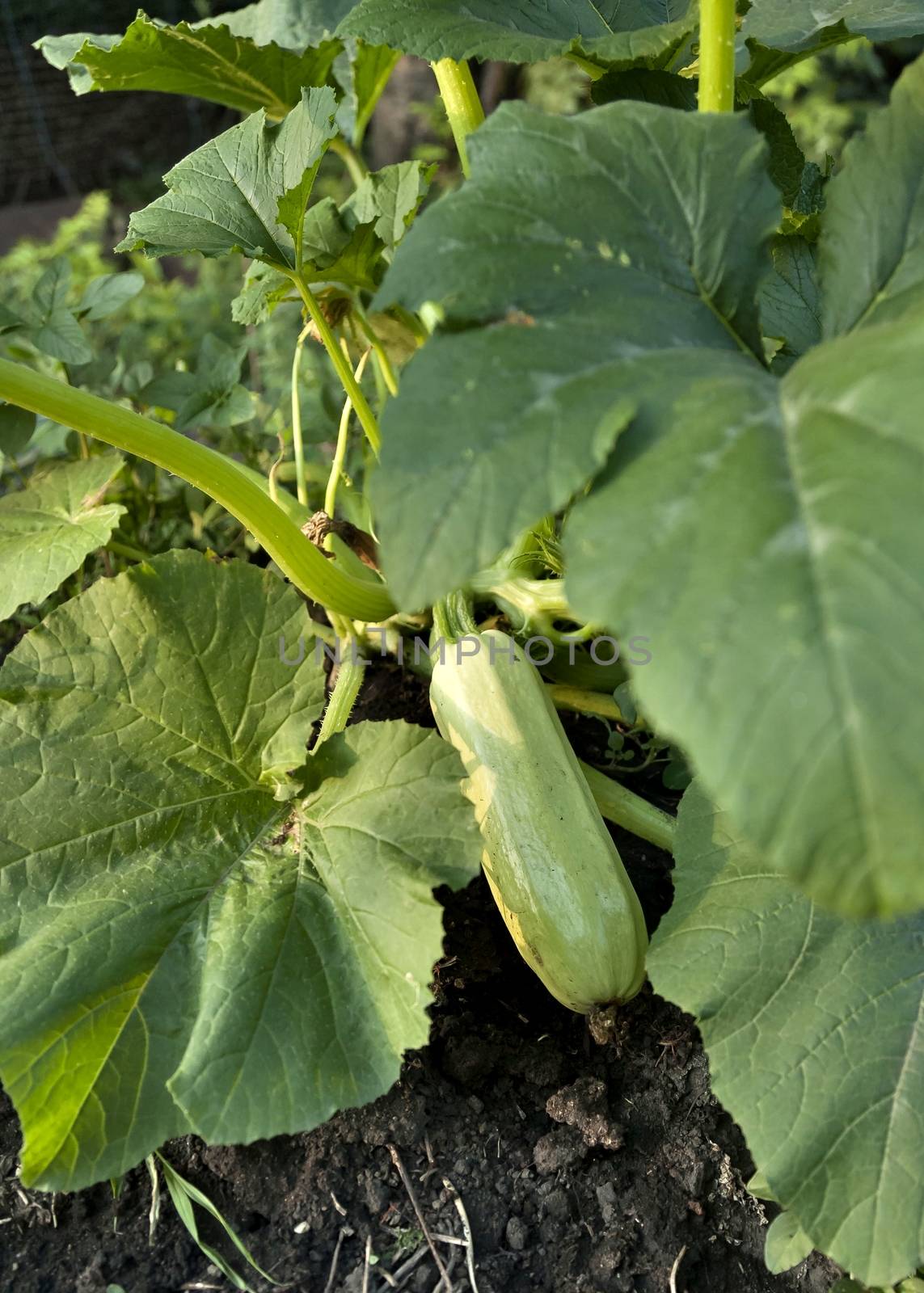 zucchini grows in the garden in the light of the evening sun