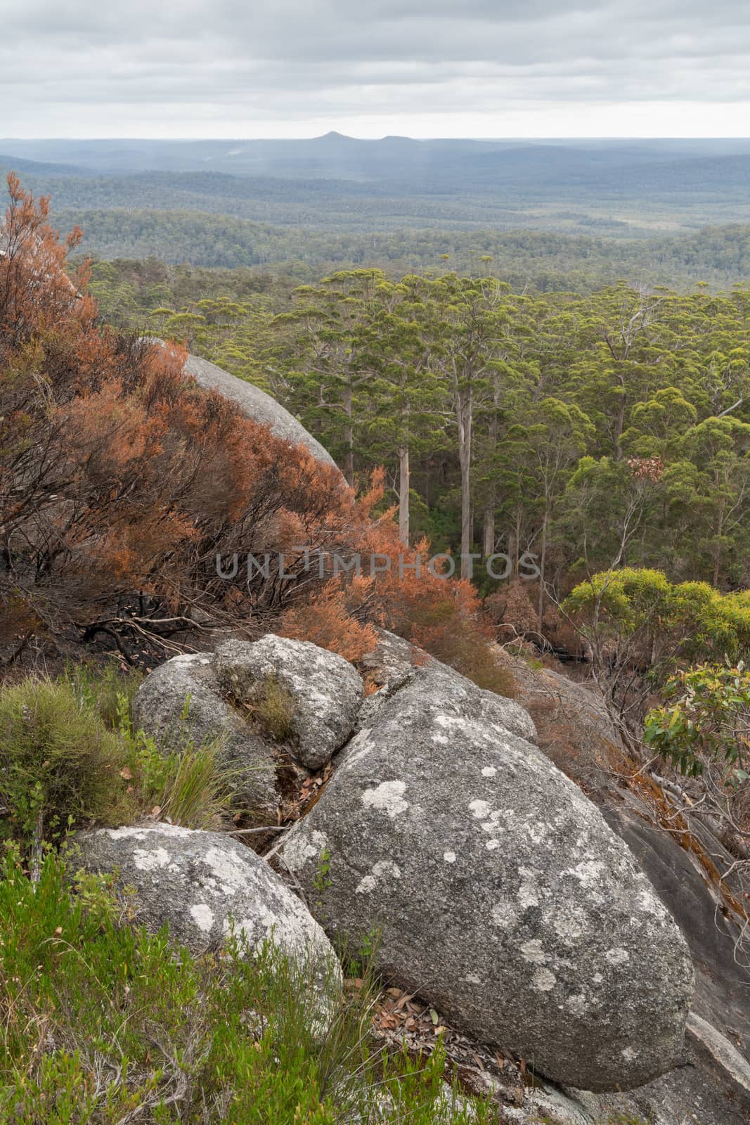 Panoramic view over the forests of the Mount Frankland National Park, Western Australia