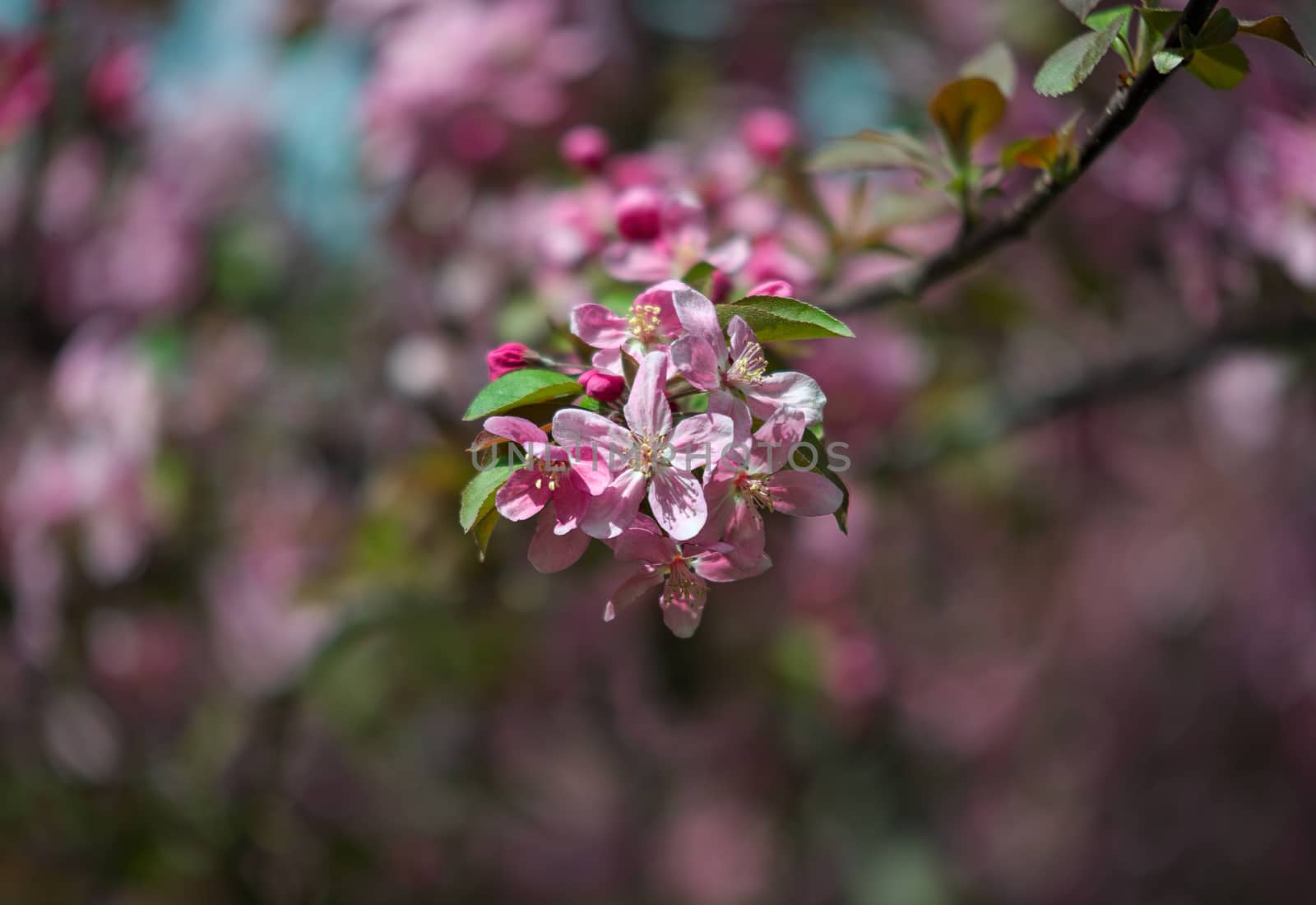 Cherry flowers in full bloom during spring time, close up