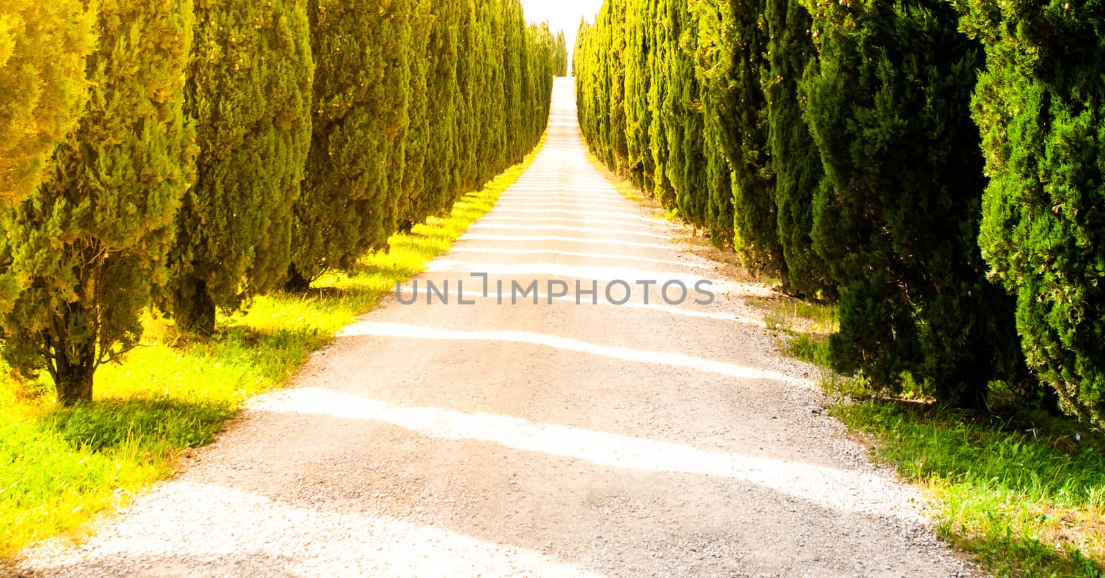 Cypress alley with rural country road, Tuscany, Italy. by pyty