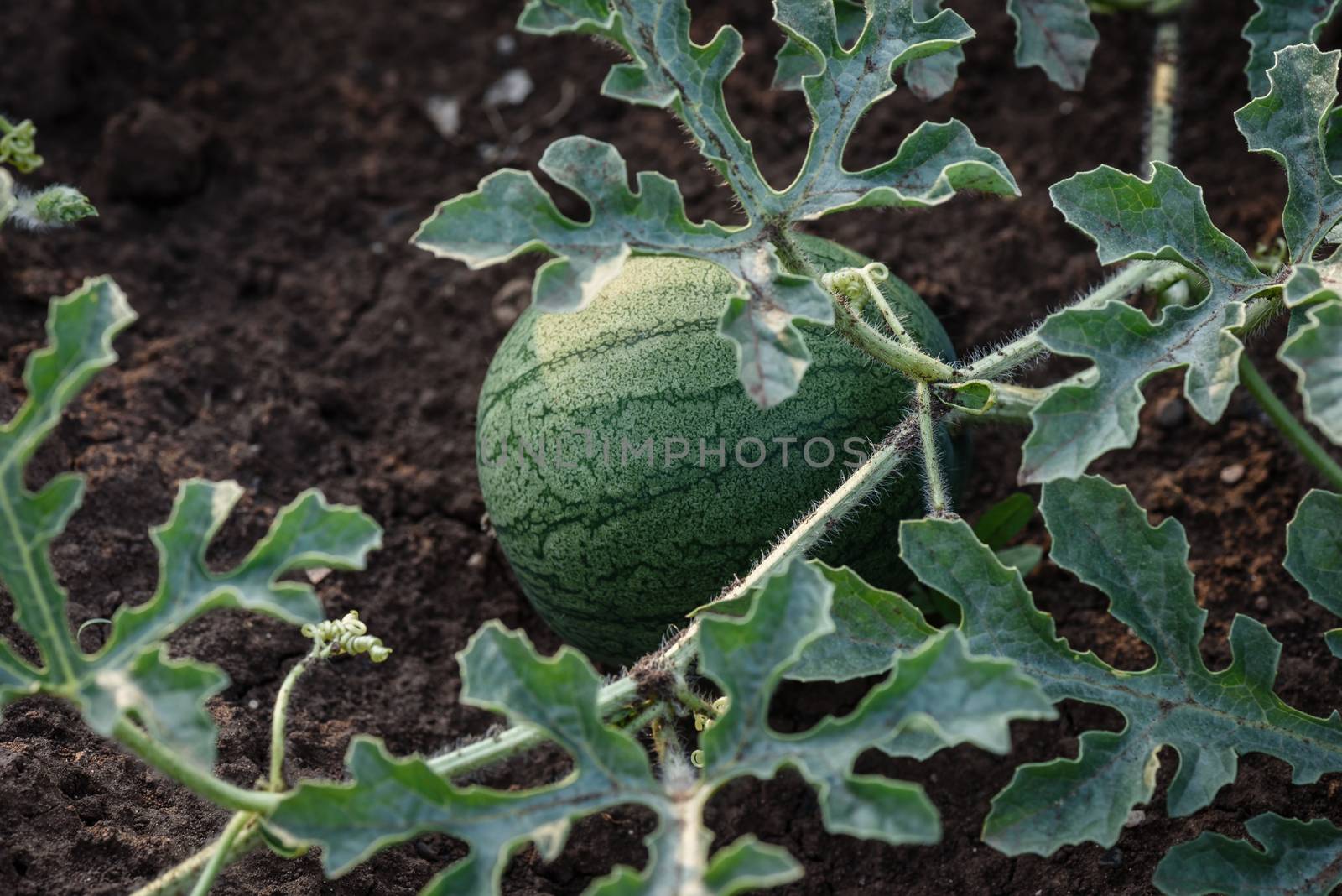 Young small round watermelon lie in the garden bed in fine clear weather morning by Seva_blsv