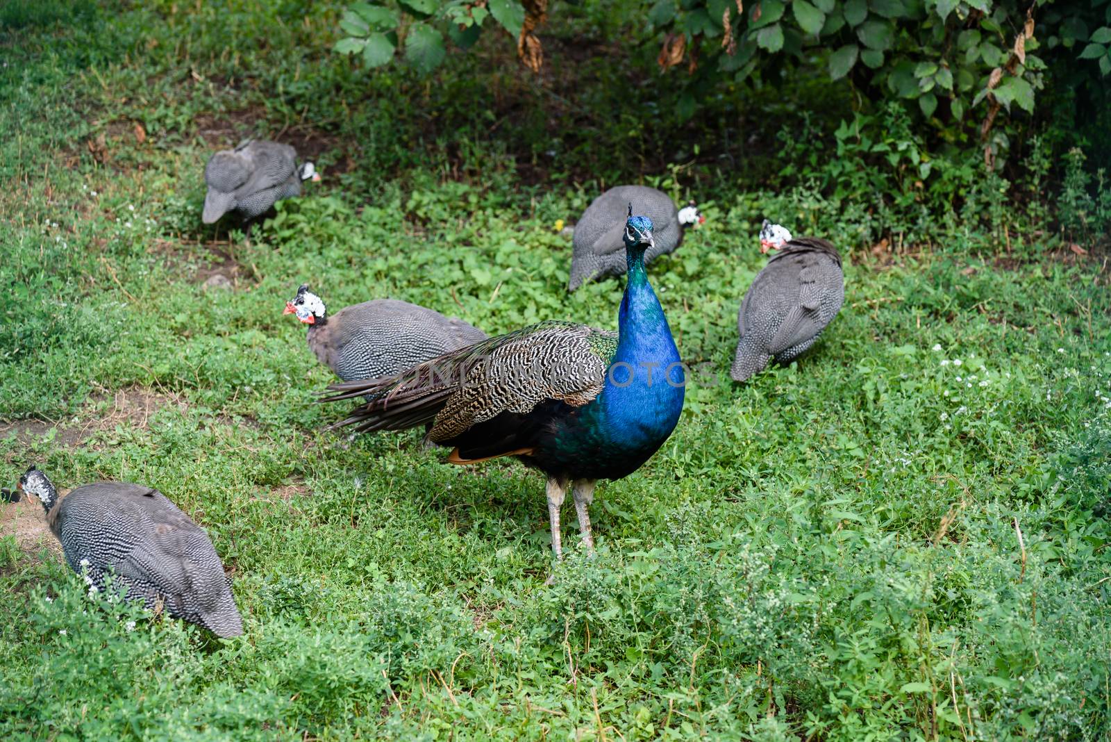 Male peacock and few pheasants by Seva_blsv