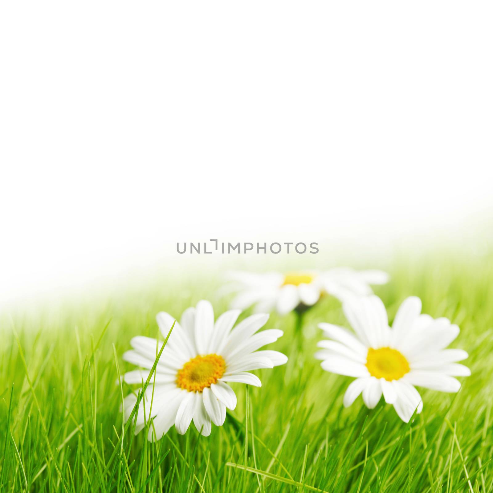 White daisy flowers in green grass isolated on white background