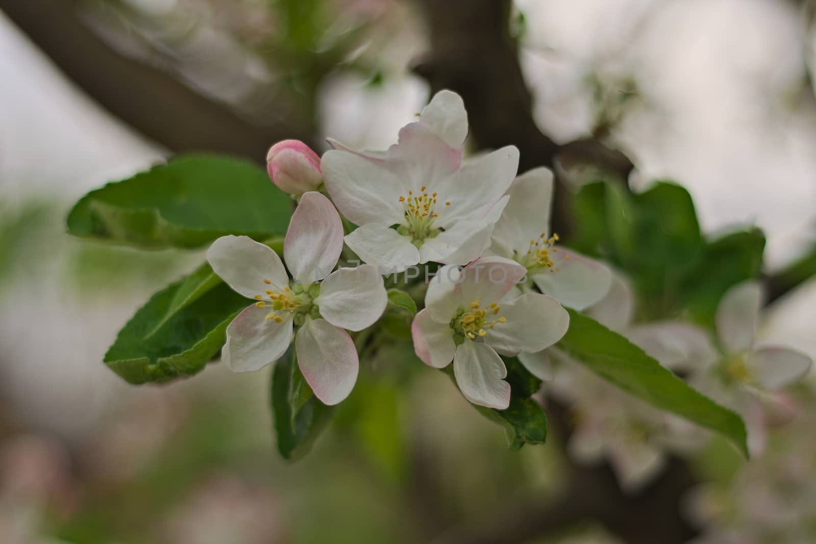 Cherry flowers in full bloom during spring time by sheriffkule