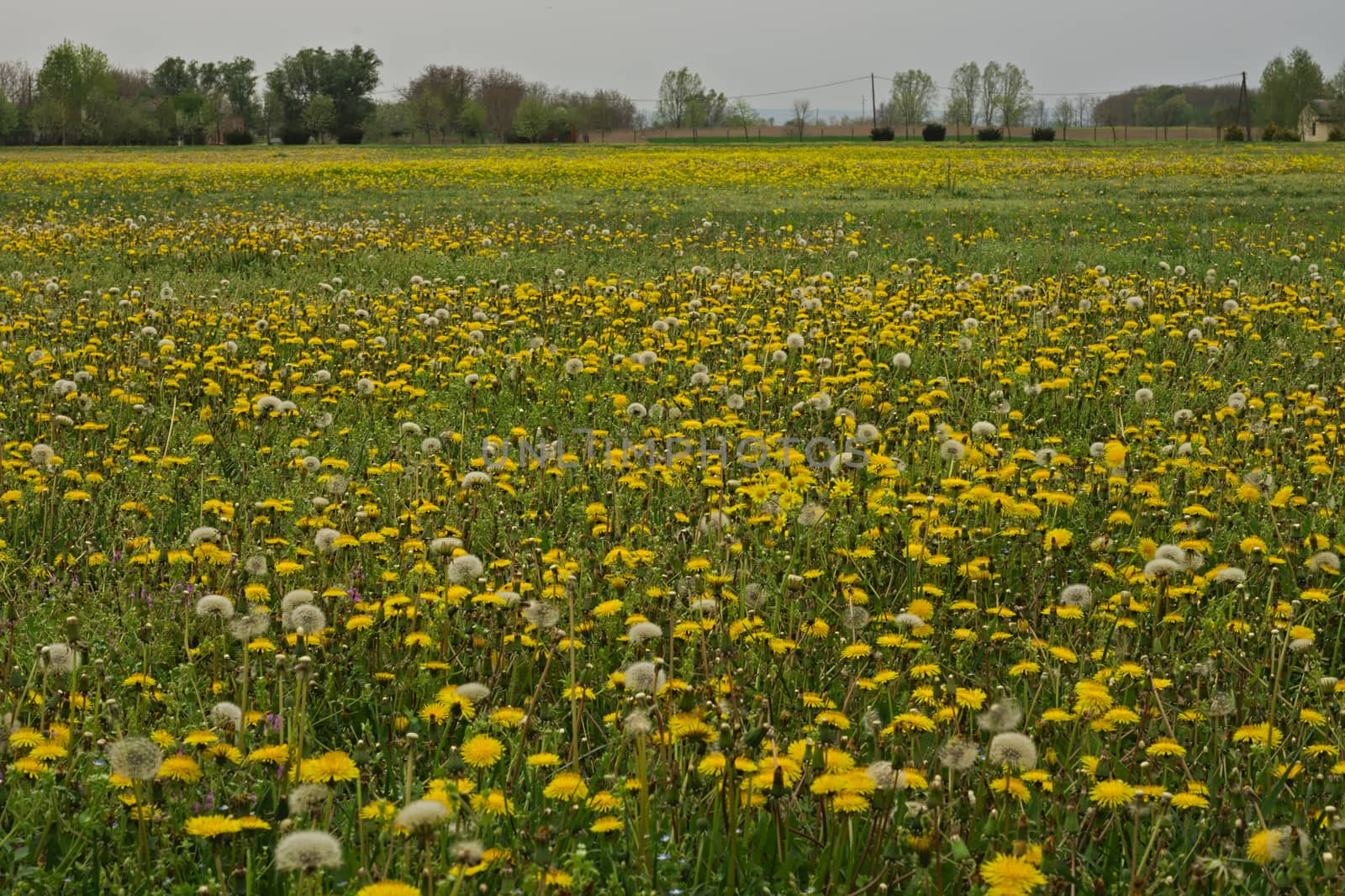 Field full of blooming dandelions in spring time by sheriffkule