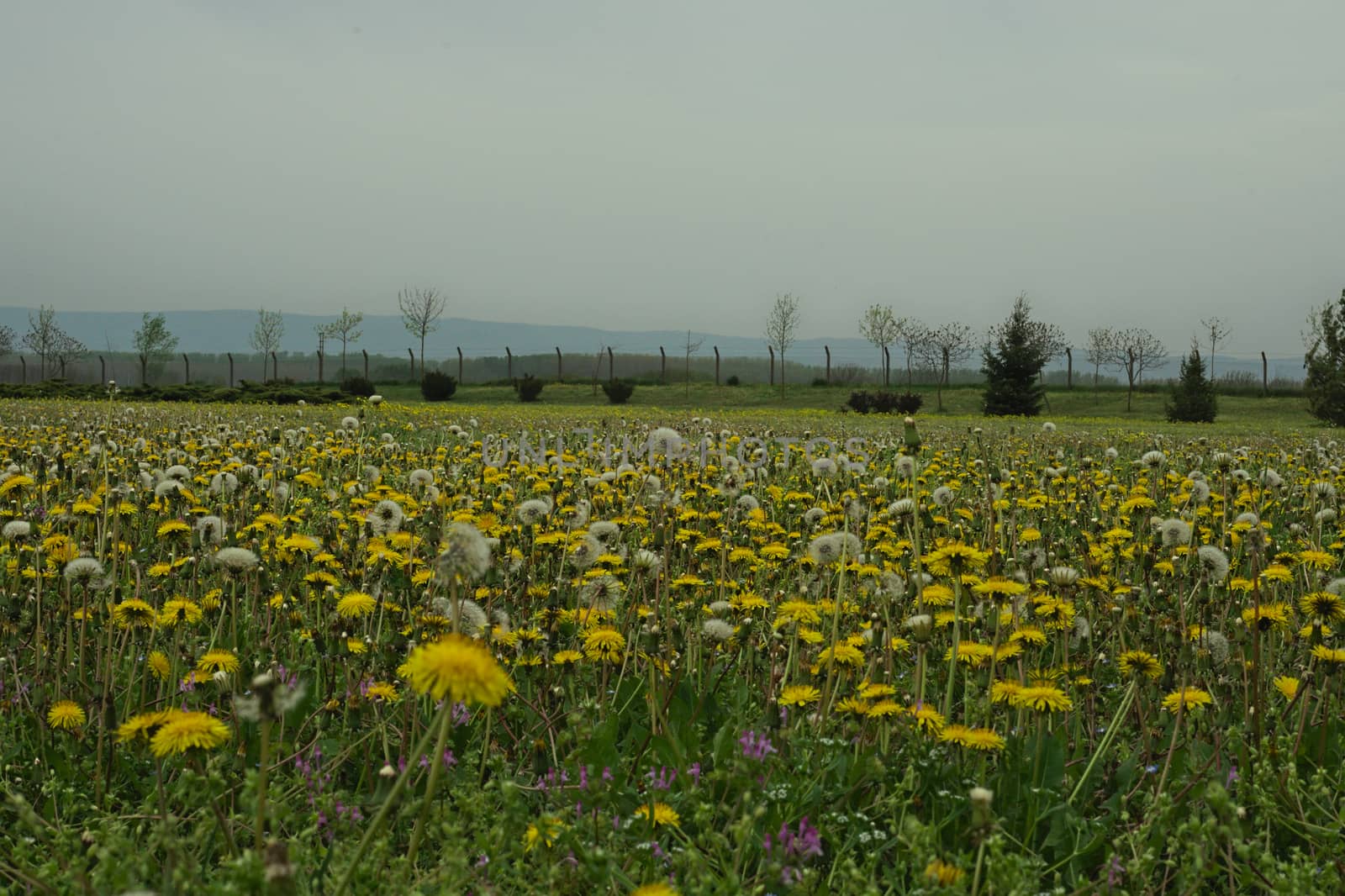 Field full of blooming dandelions in spring time