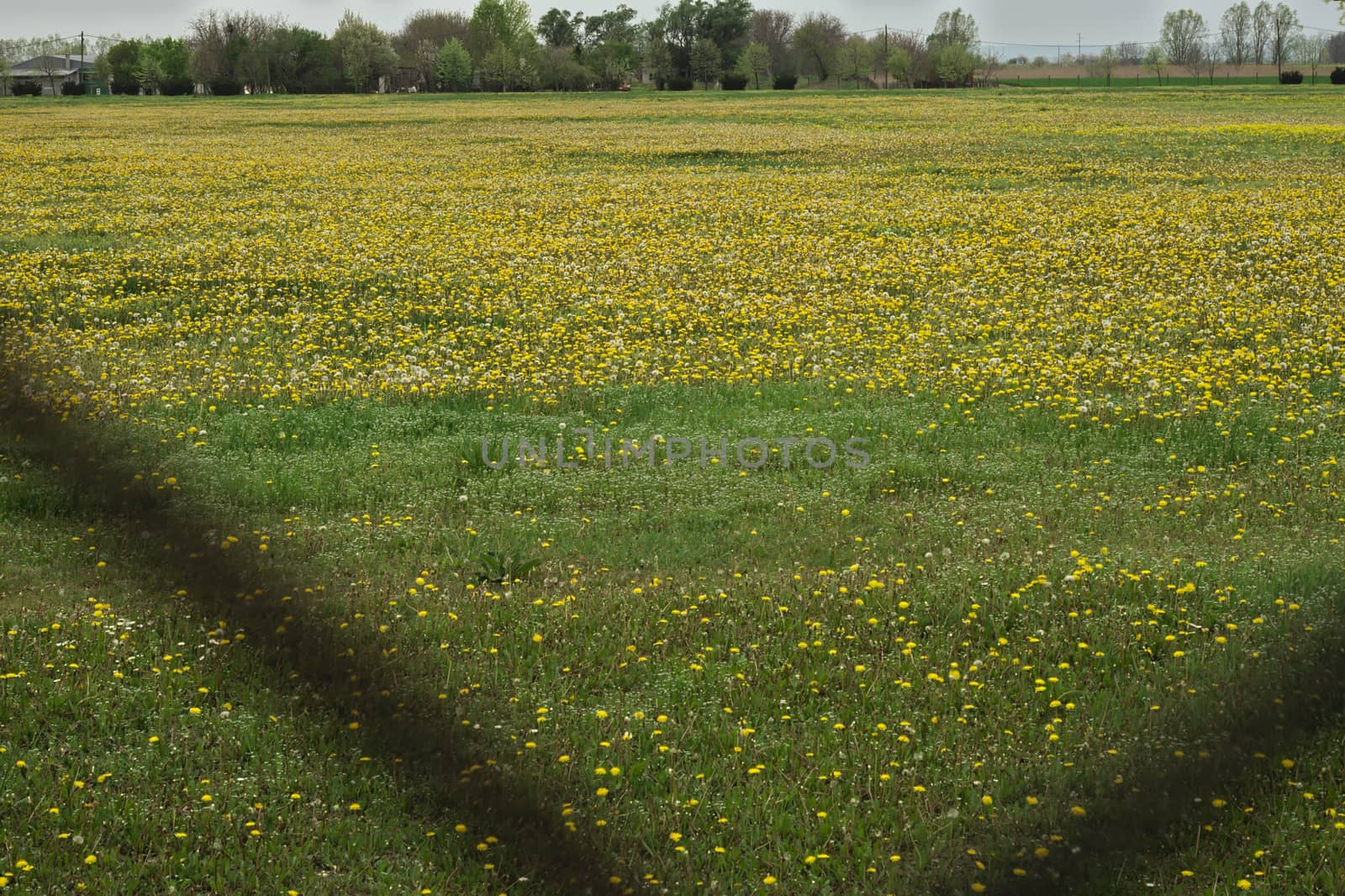 Field full of blooming dandelions in spring time by sheriffkule