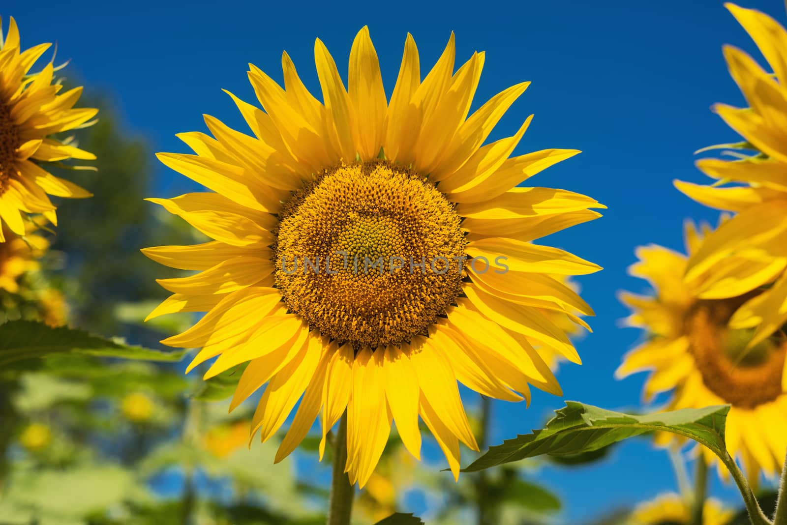 Sunflower field landscape by HERRAEZ