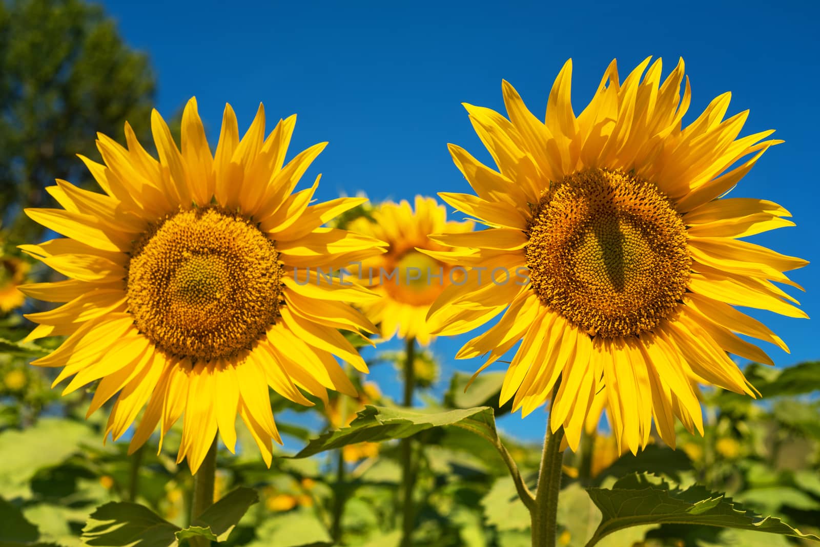 Sunflower field landscape