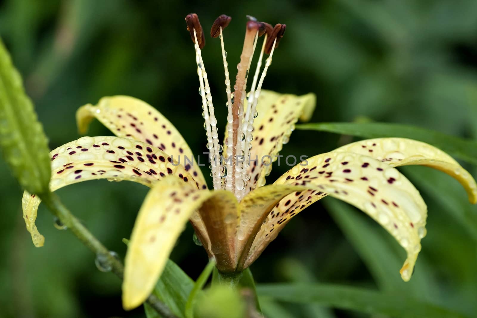 yellow tiger Lily with raindrops on the petals early cloudy morning, soft focus