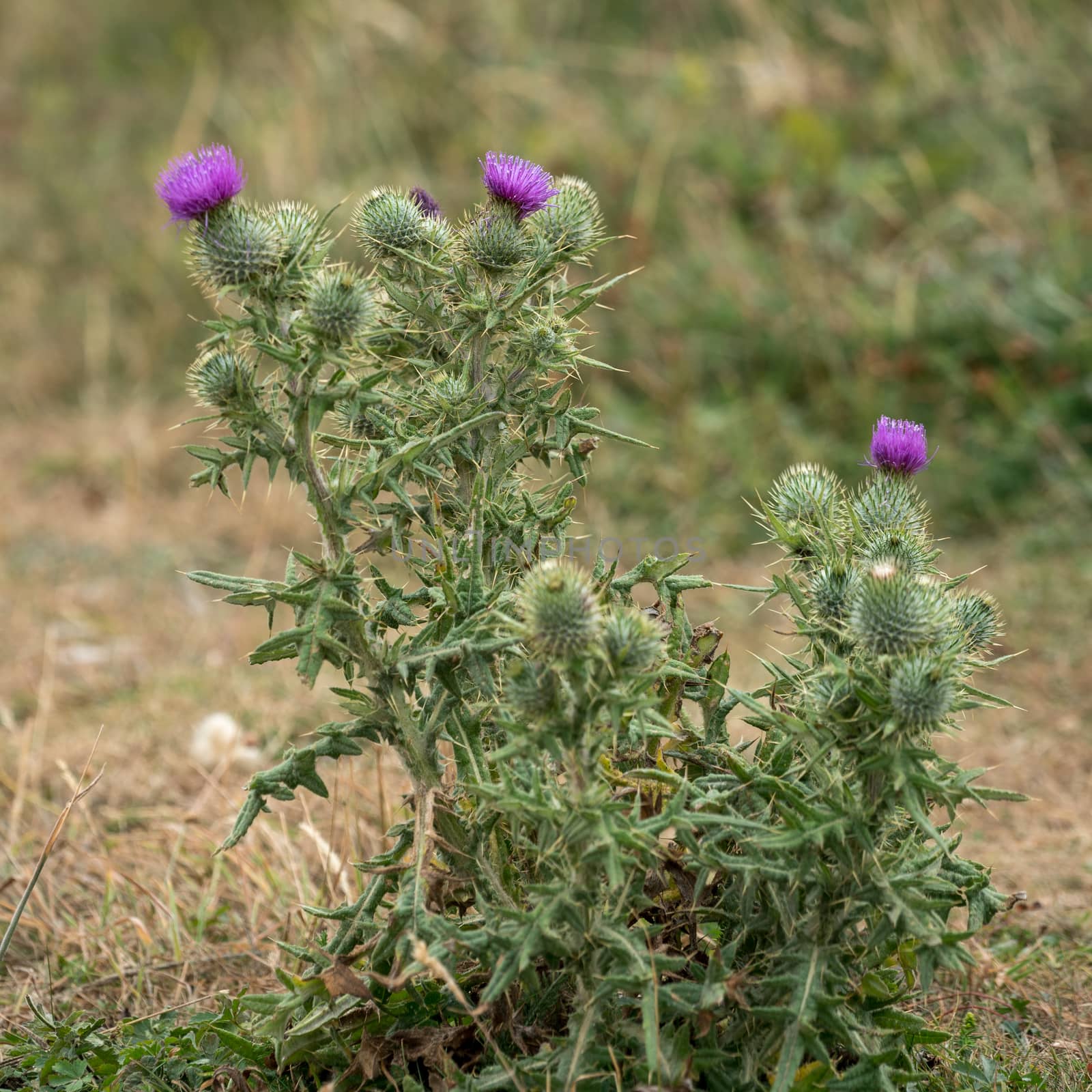 Spear Thistle (Cirsium vulgare) flowering in the Sussex countryside
