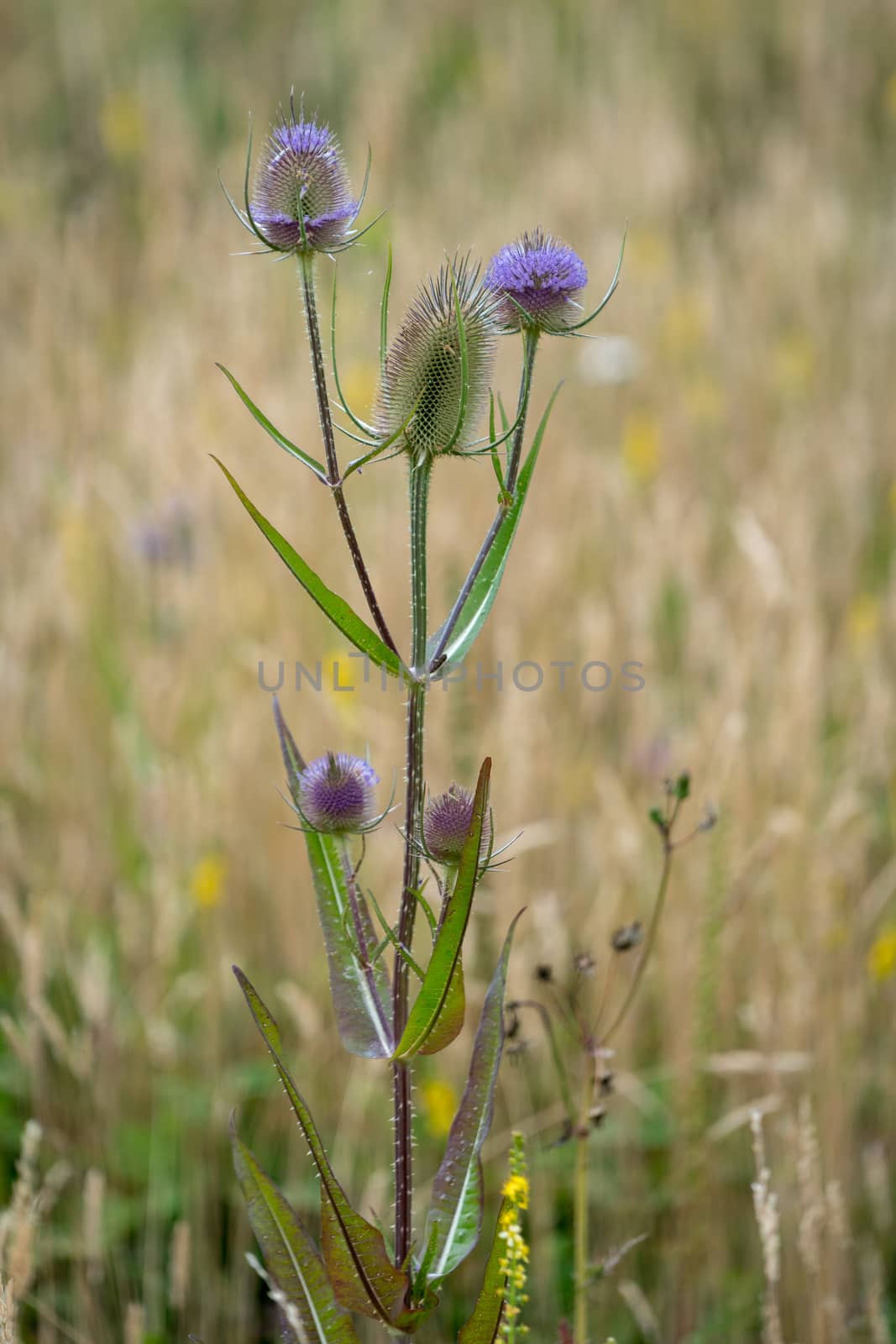 Teasels (Dipsacus) flowering in the Sussex countryside
