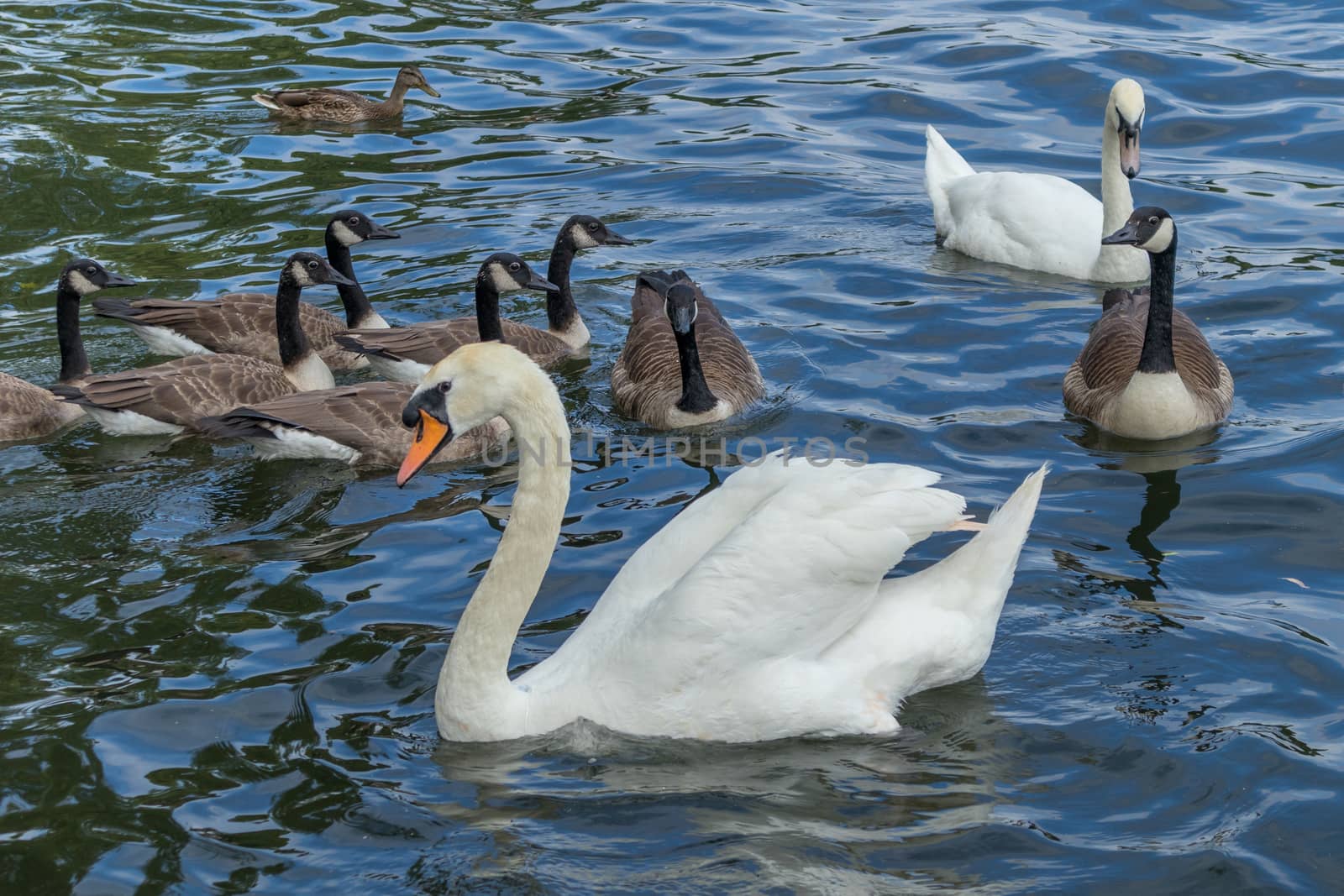 Mute Swans and Canada Geese on the River Thames at Windsor by phil_bird